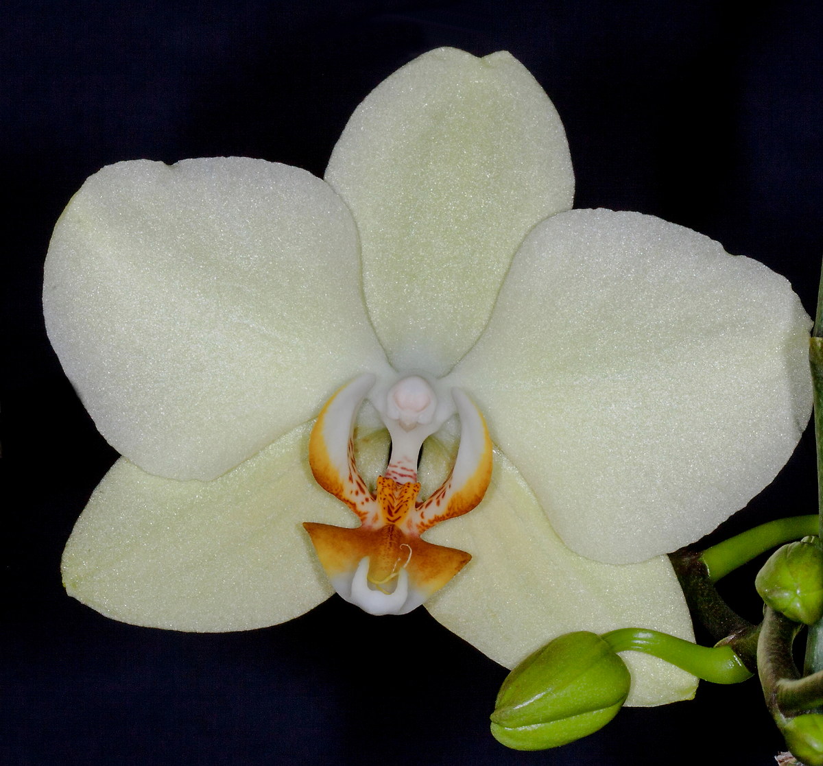 La prima di questa stagione