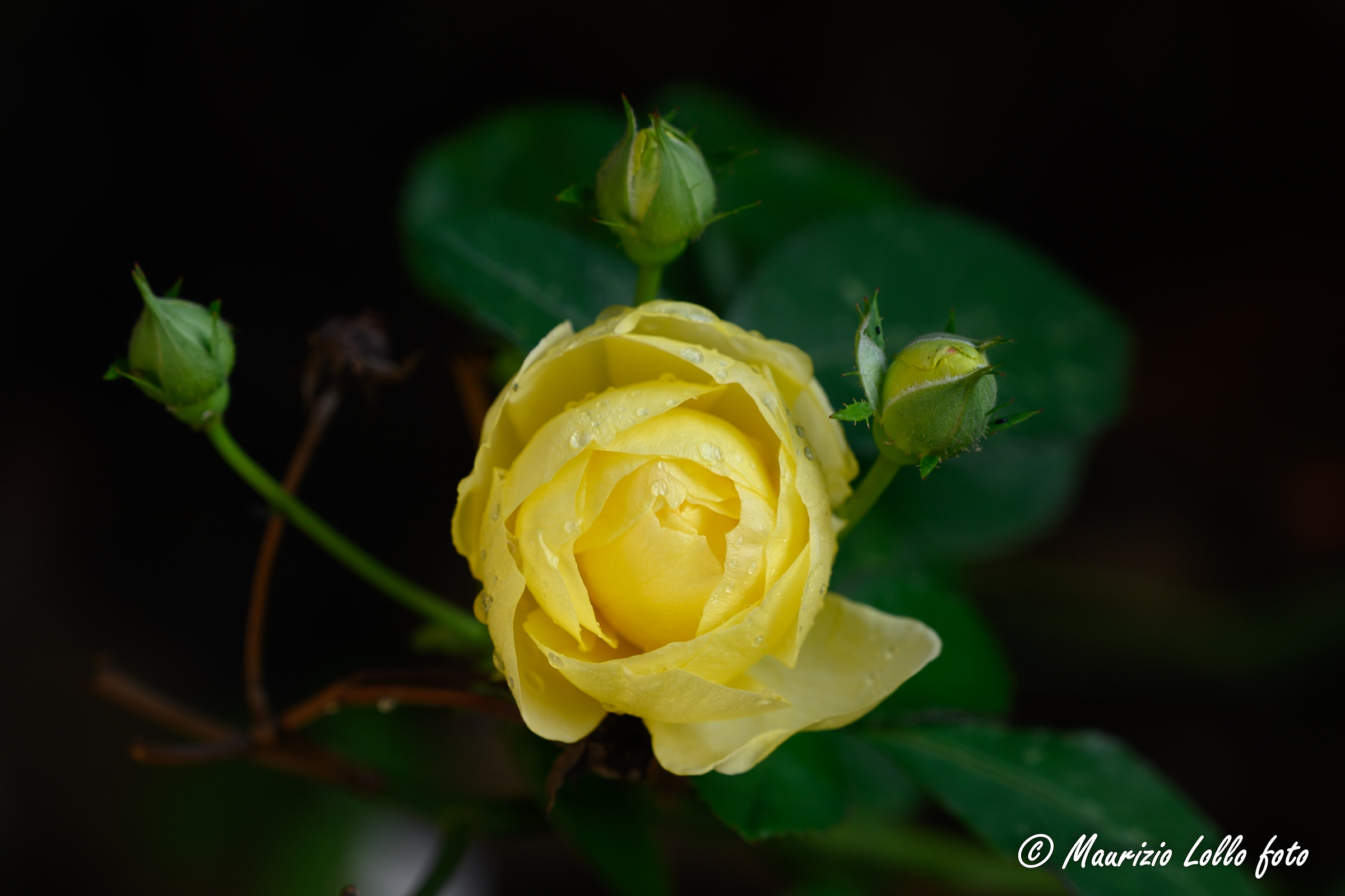 ancora rose nel mio giardino