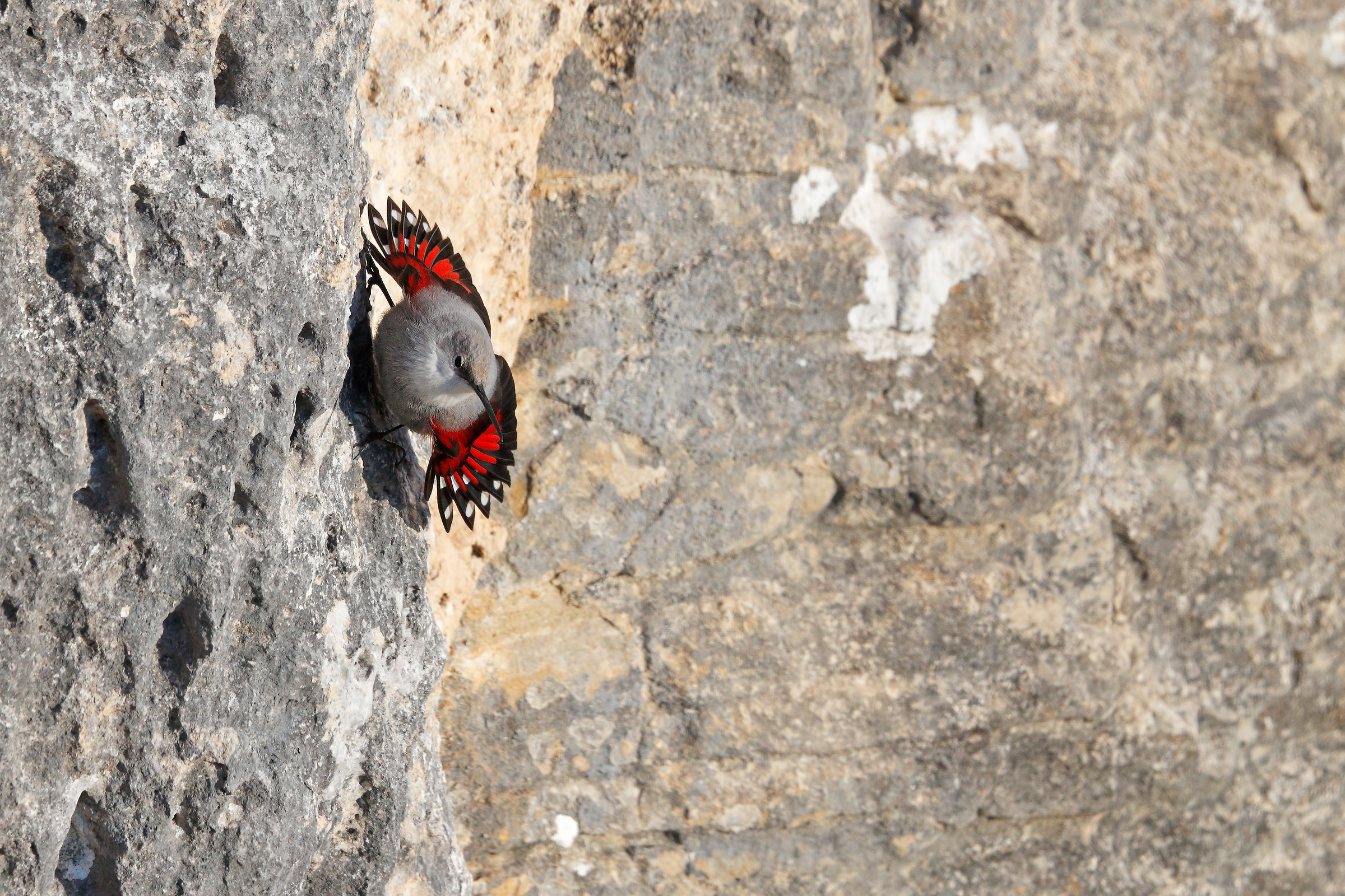 La farfalla delle rocce