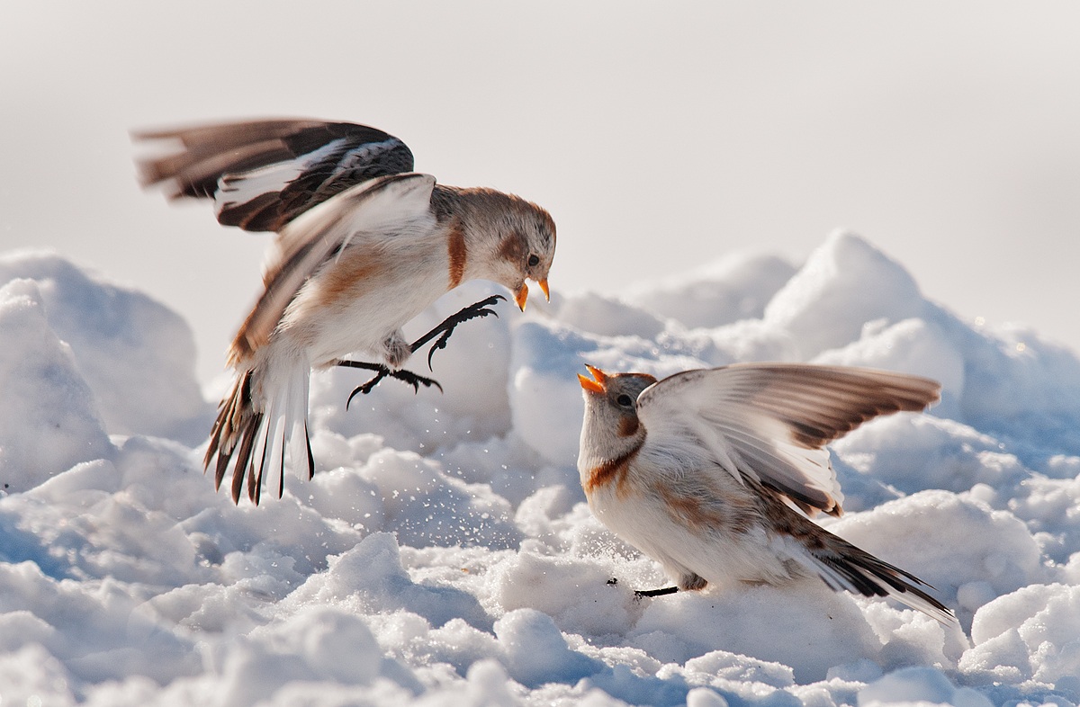 Snow buntings