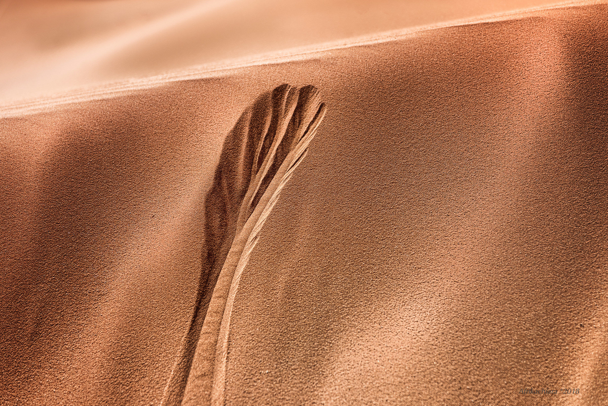 The dune seduced by the wind