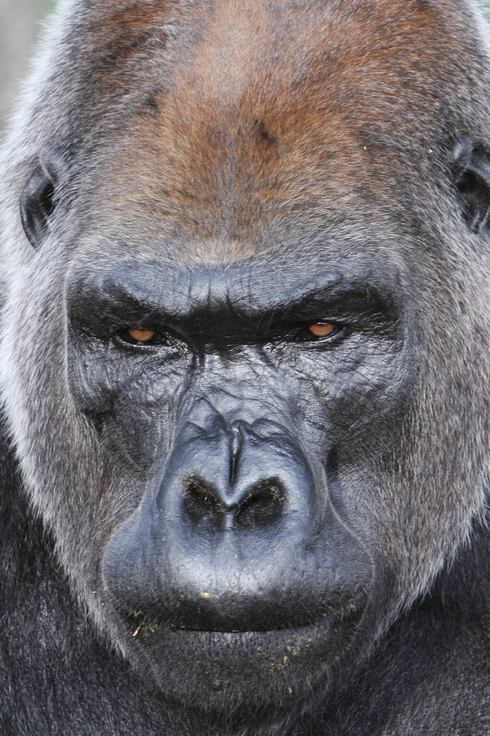 gorilla maschio