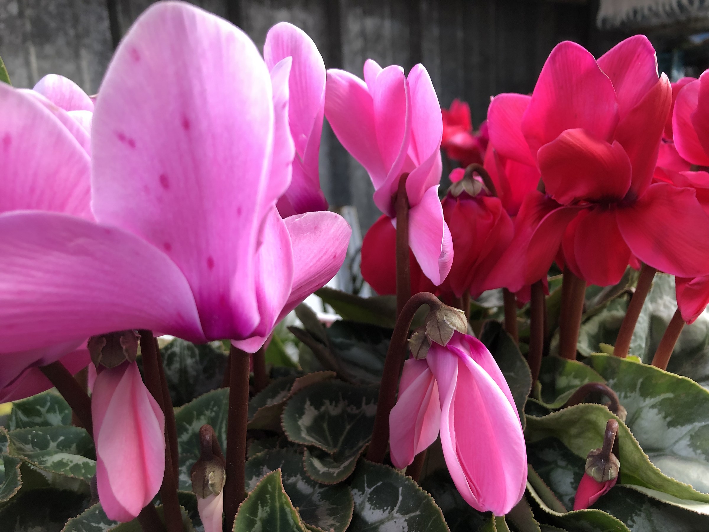 Guardiamoci negli occhi