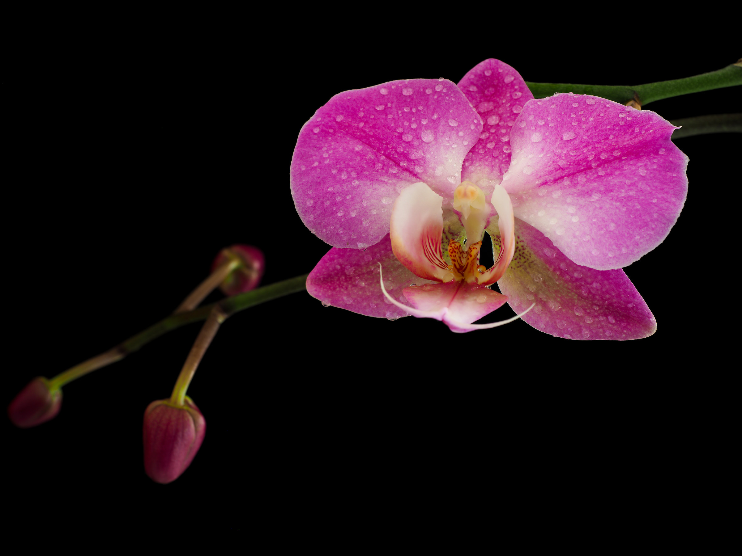 Orchid