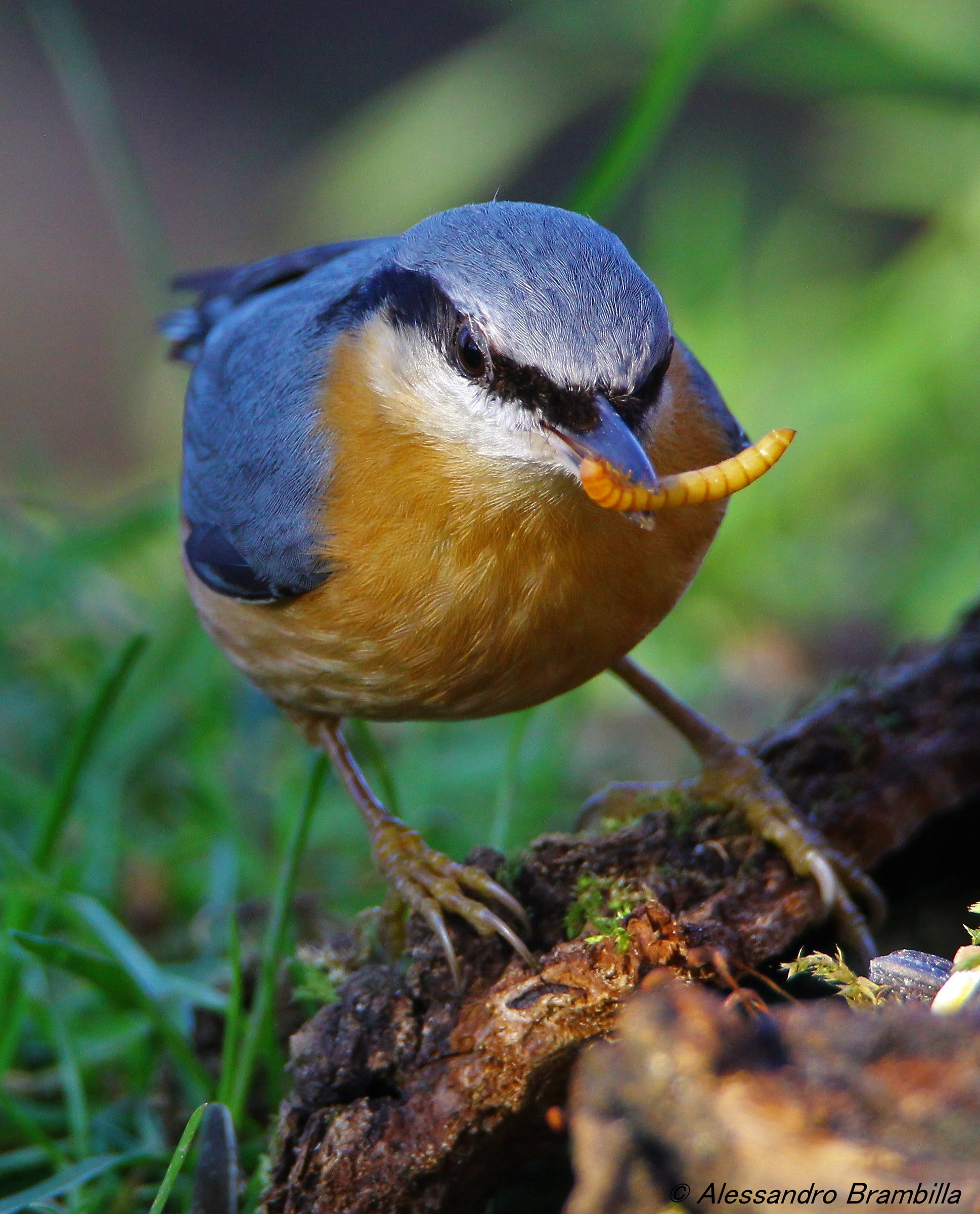 Nuthatch with Worm
