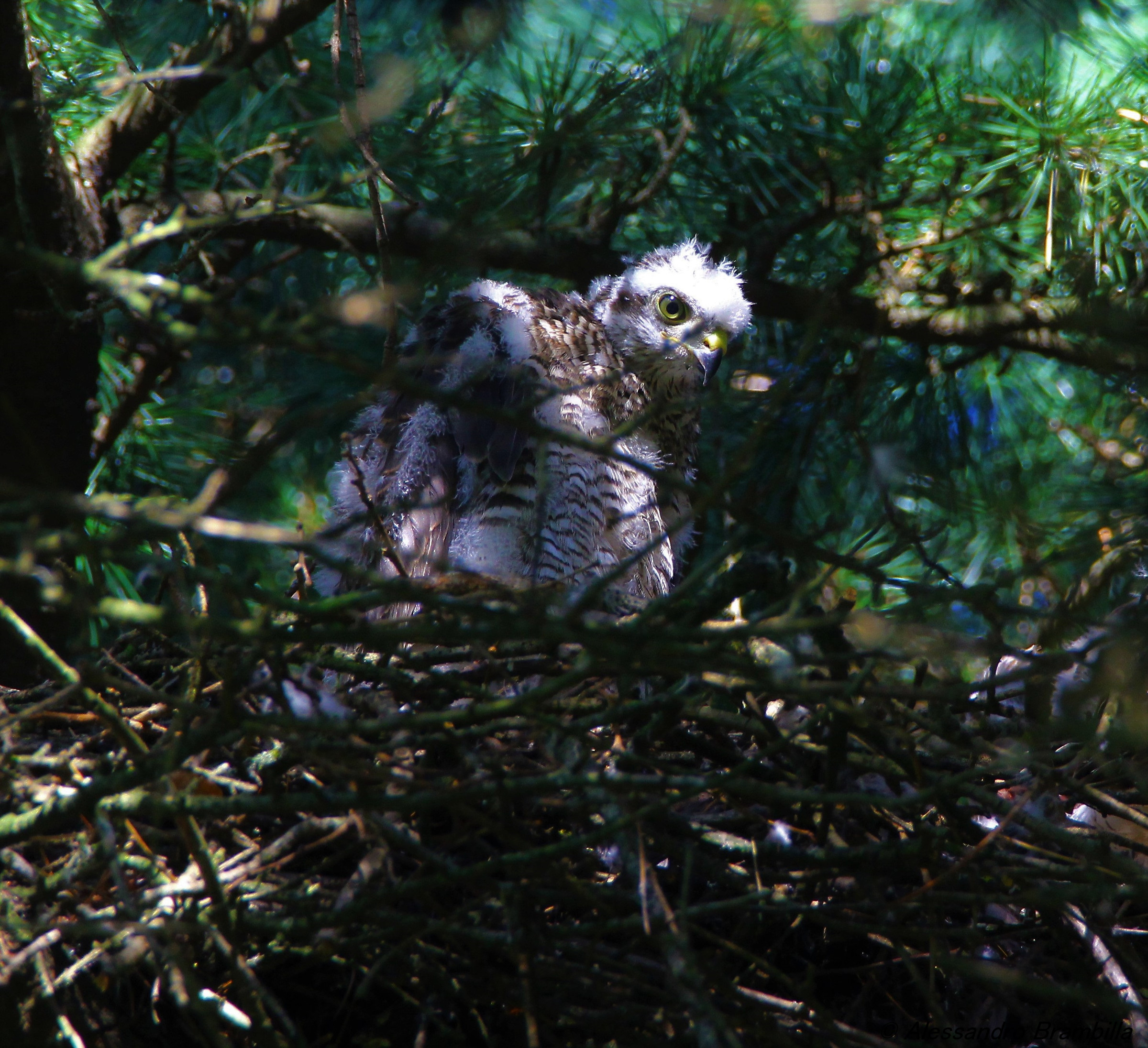 Pullo di sparviere nel nido
