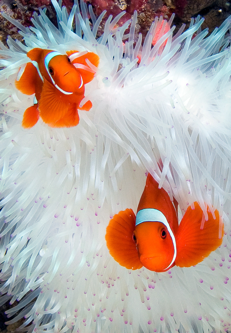 Clowns and Anemone