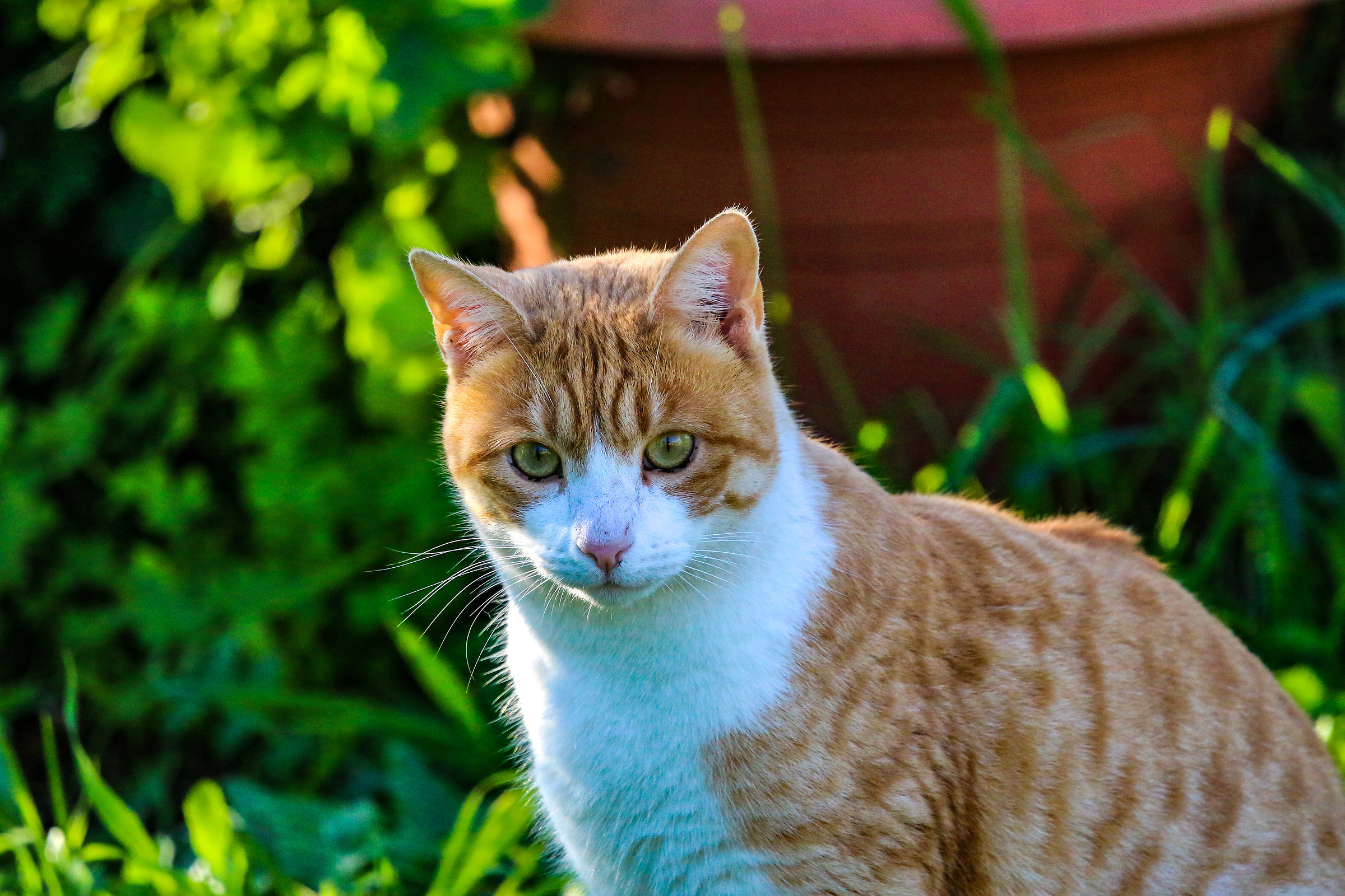 Zel la gatta divoratrice di topolini