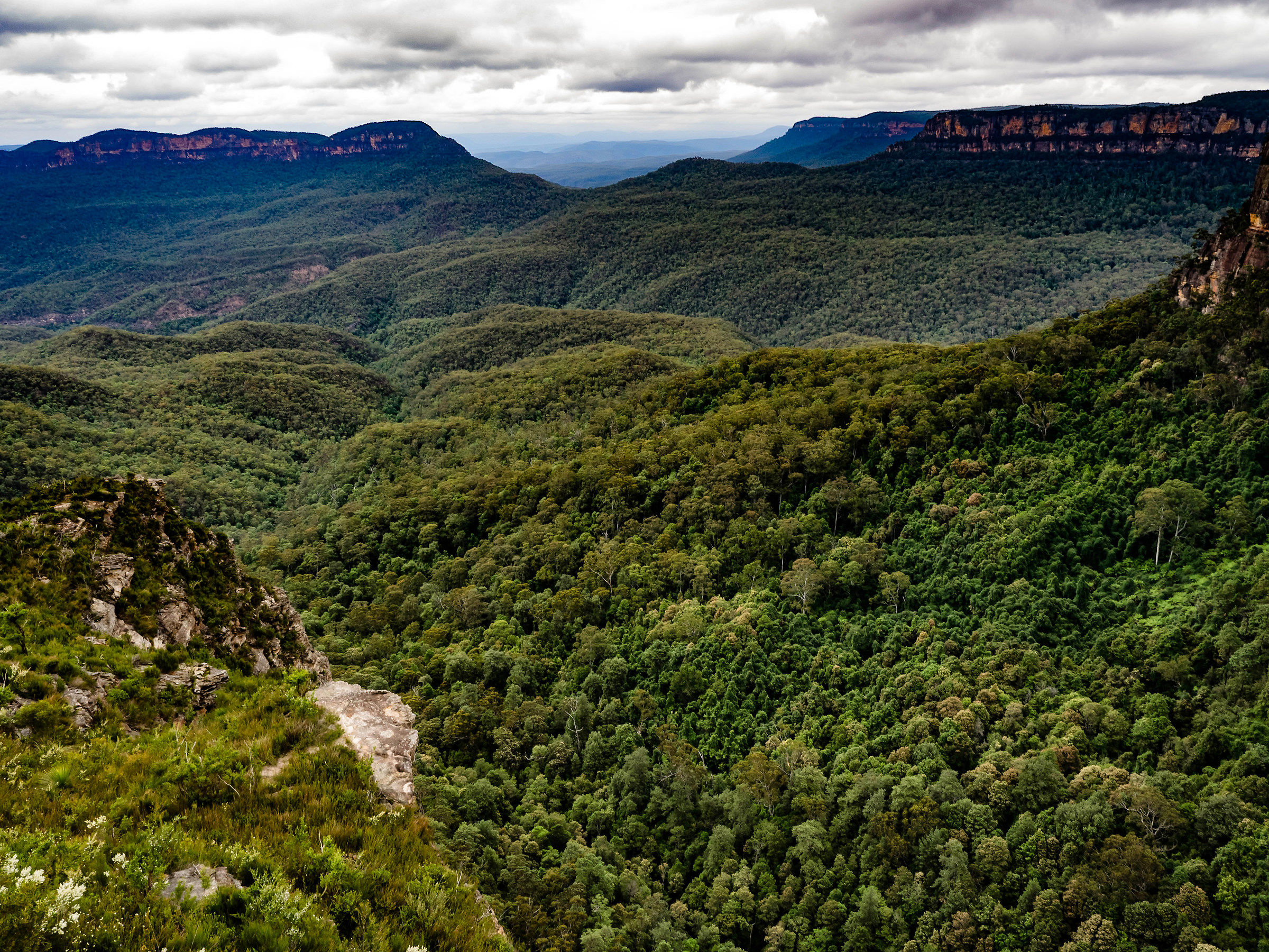 Eucalyptus forest