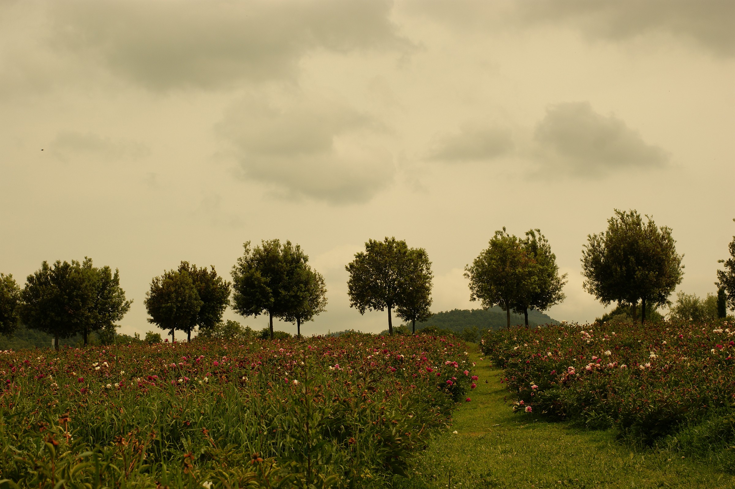 centro botanico moutan
