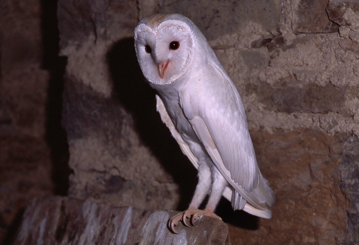 Barbagianni esemplare albino