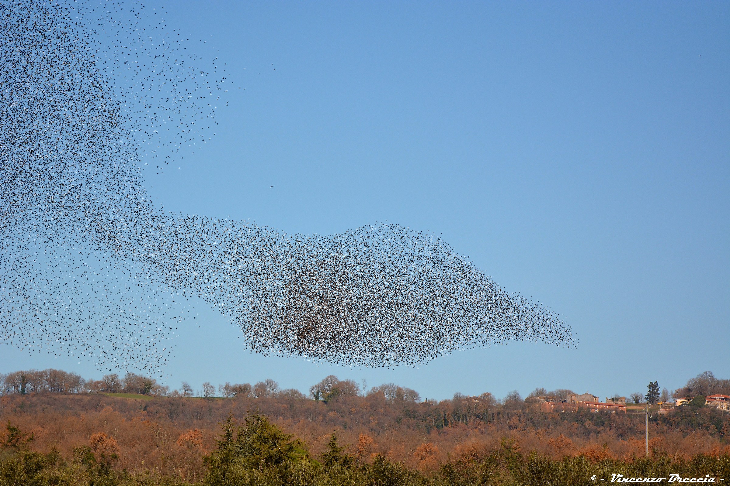 sturnus vulgaris
