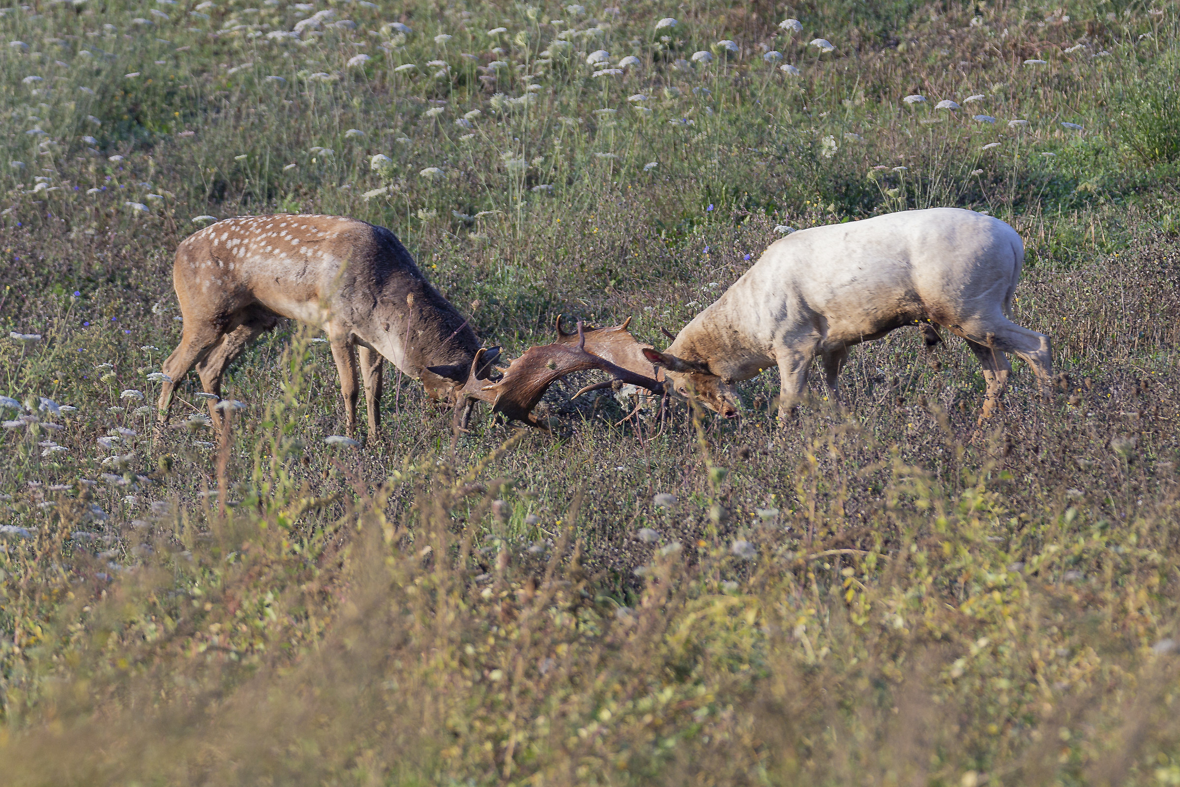 Lotta per essere il leader