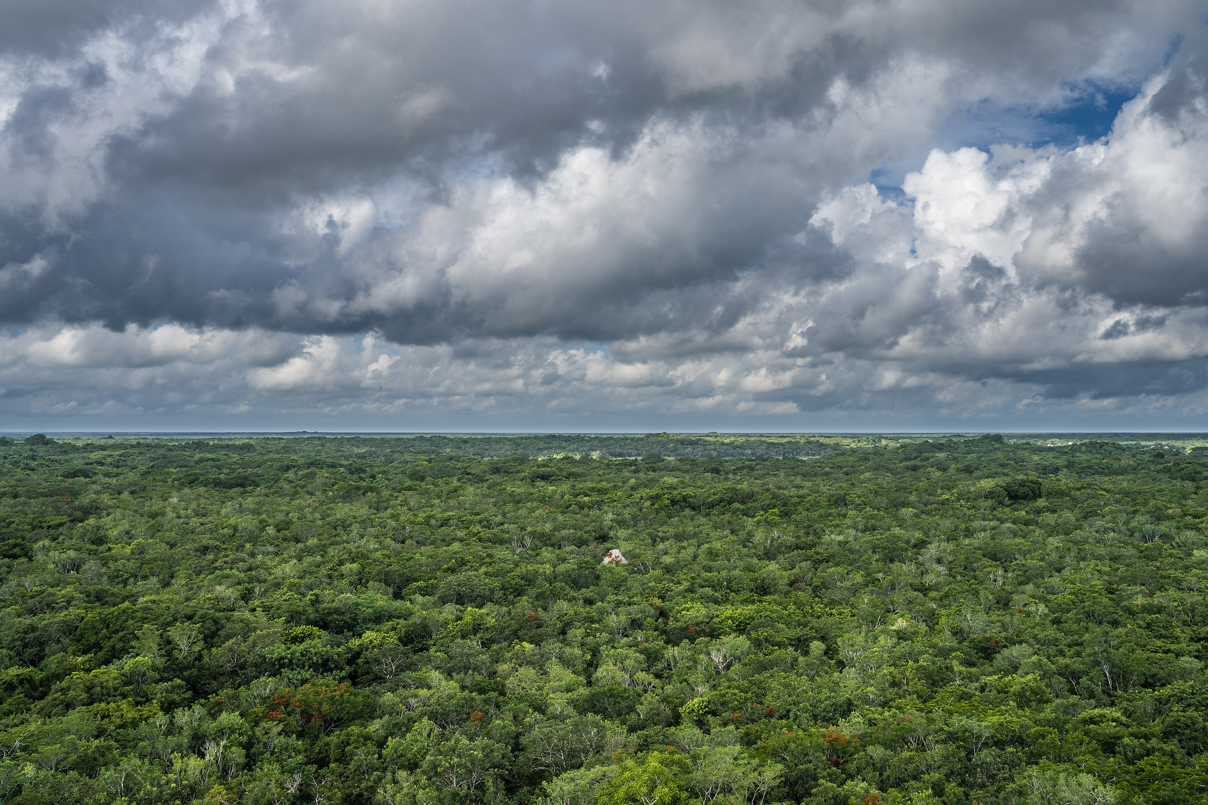 Foresta vista dal tempio