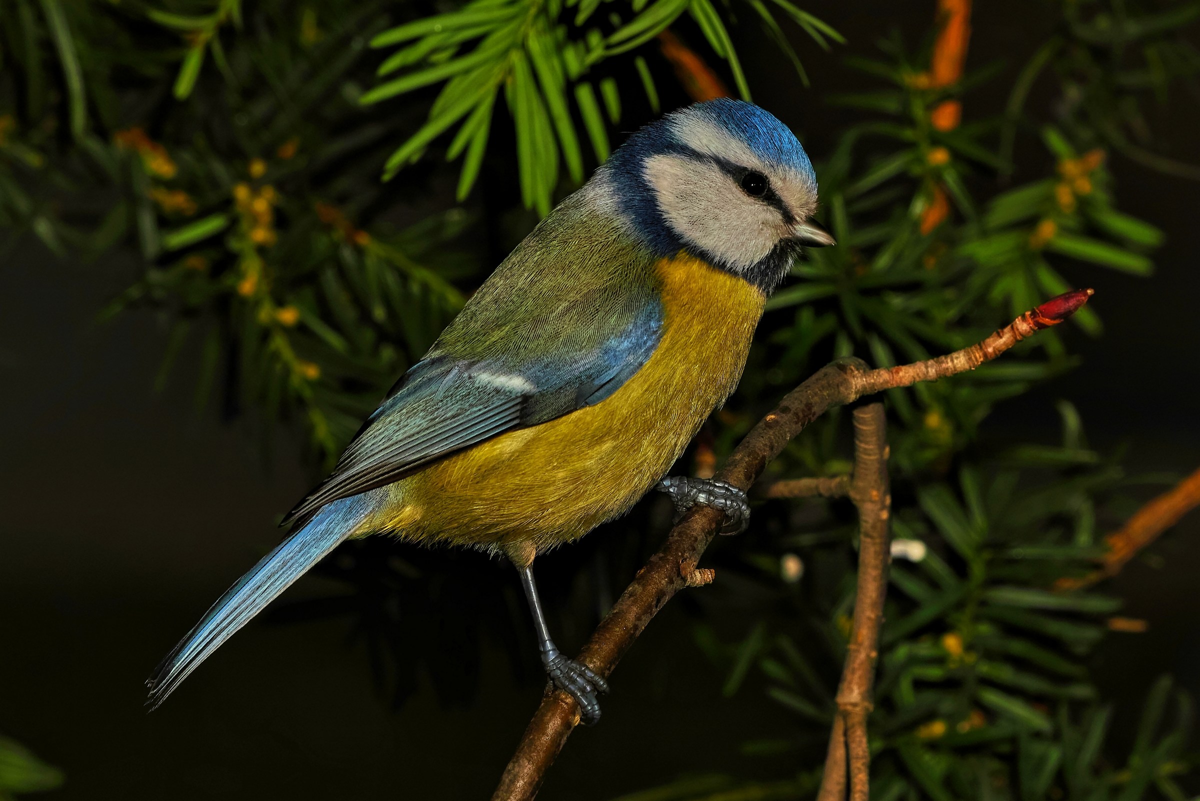 Cyanistes caeruleus