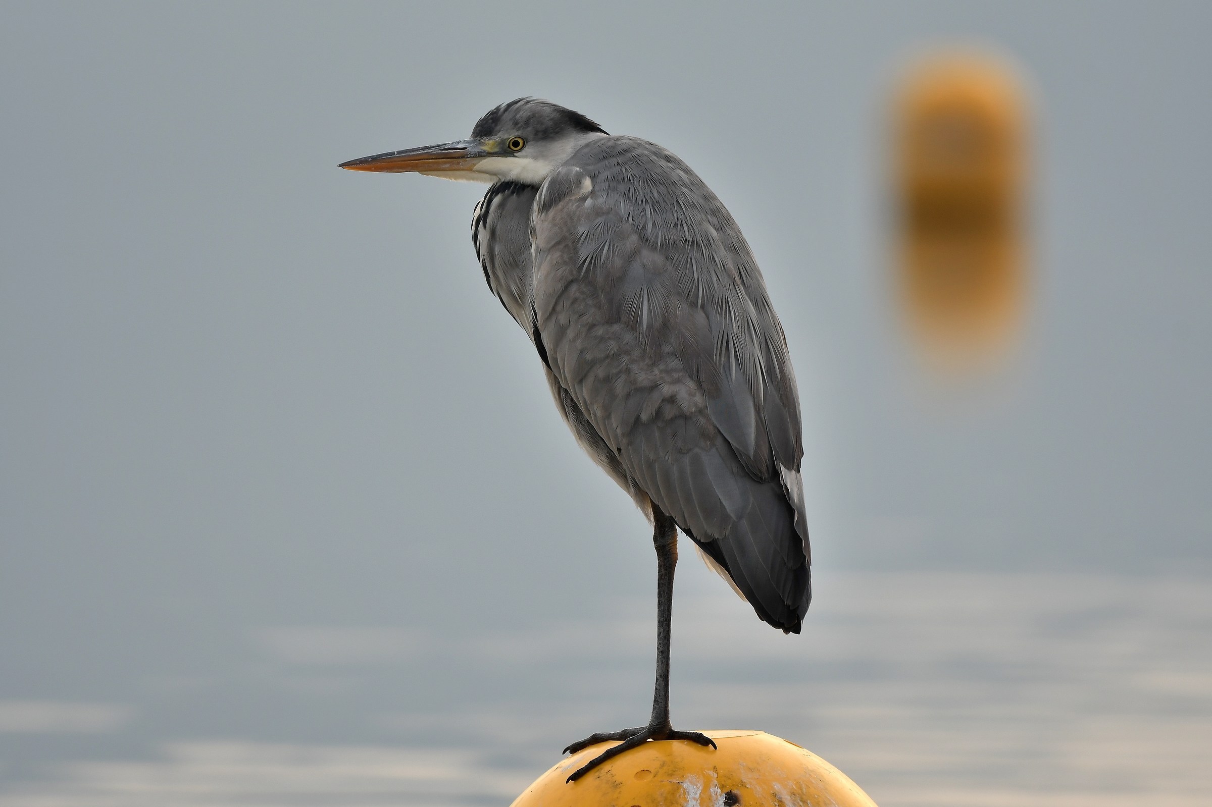 Ardea cinerea