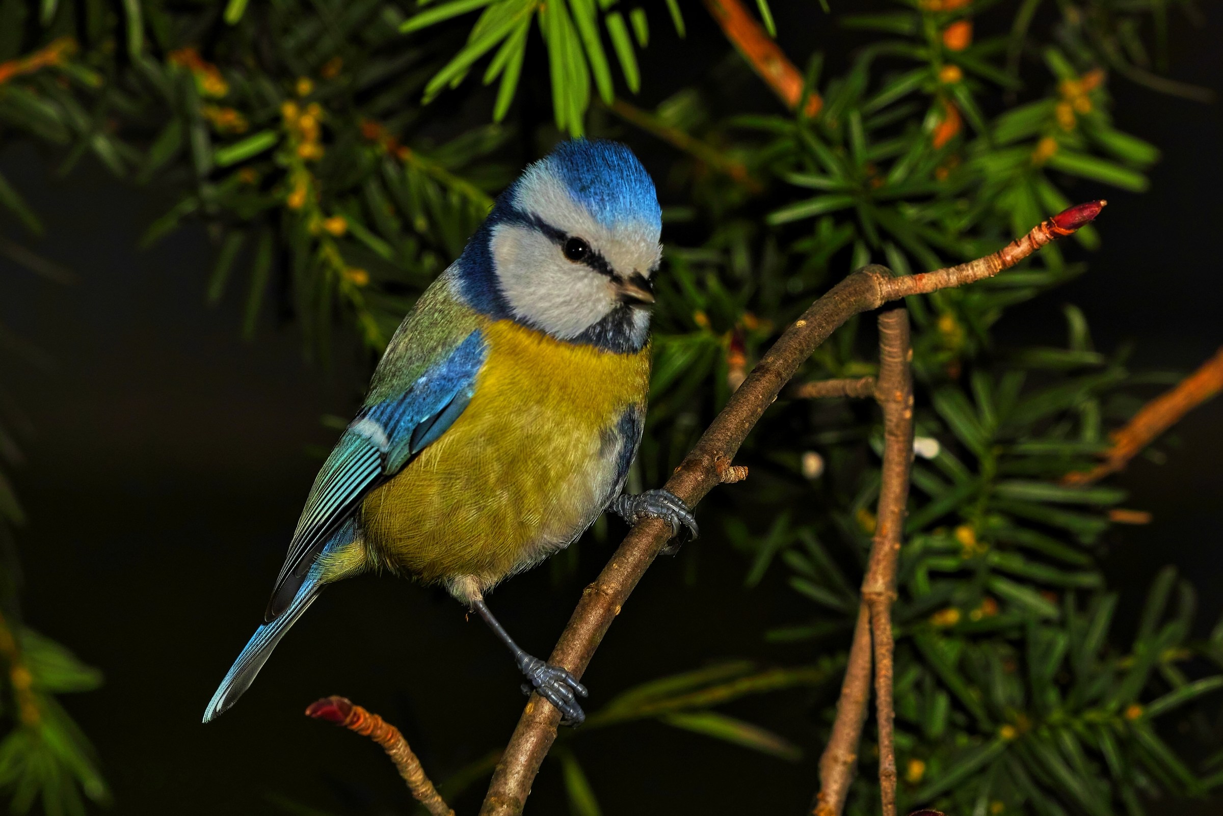 Cyanistes caeruleus
