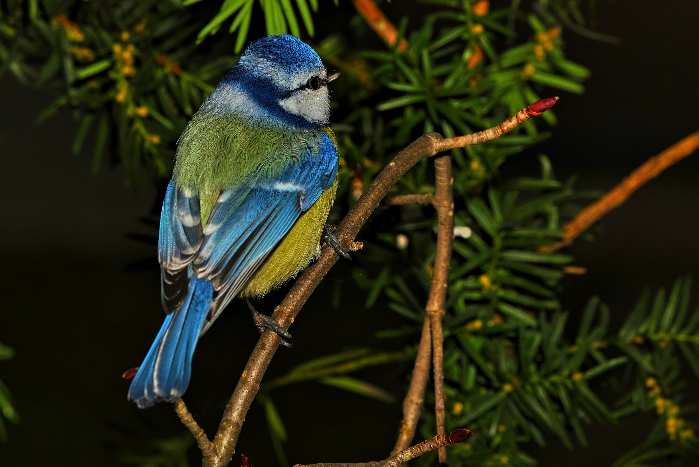 Cyanistes caeruleus