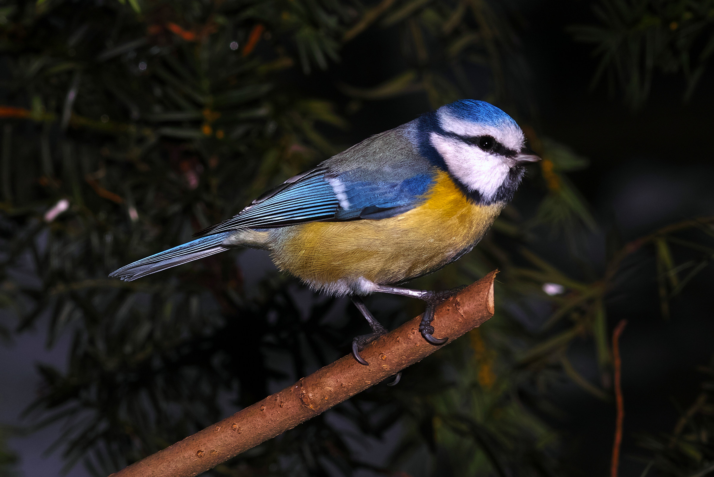 Cyanistes caeruleus
