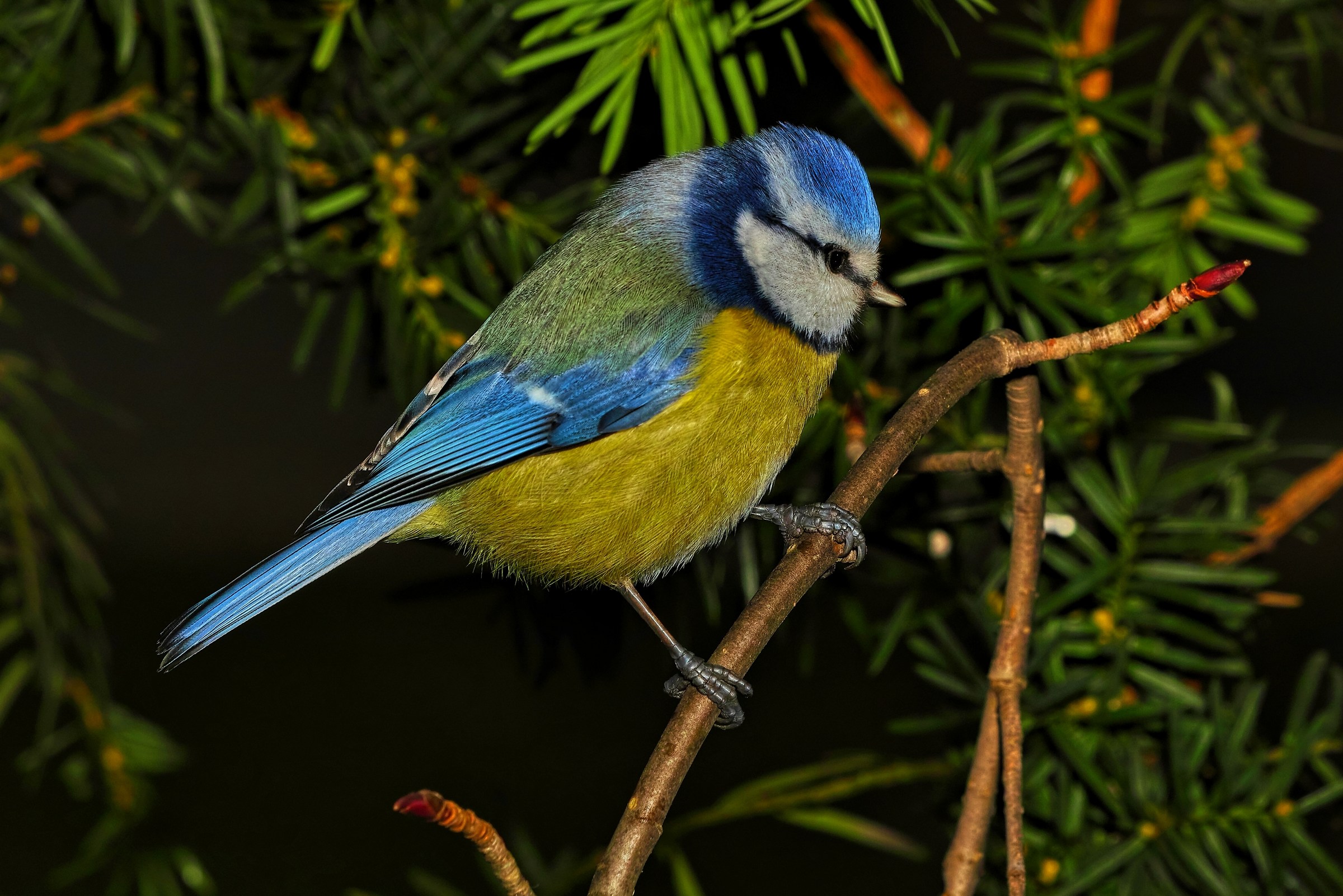 Cyanistes caeruleus