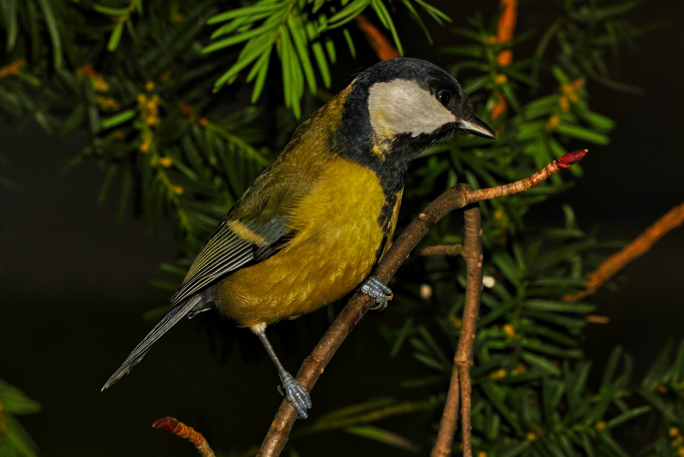 Parus major