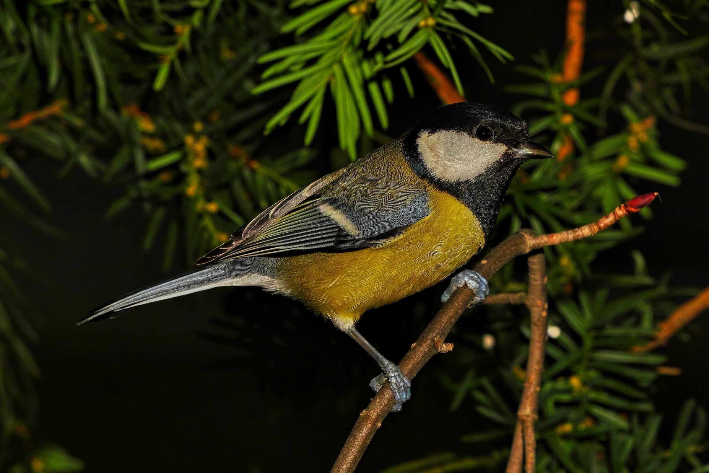 Parus major