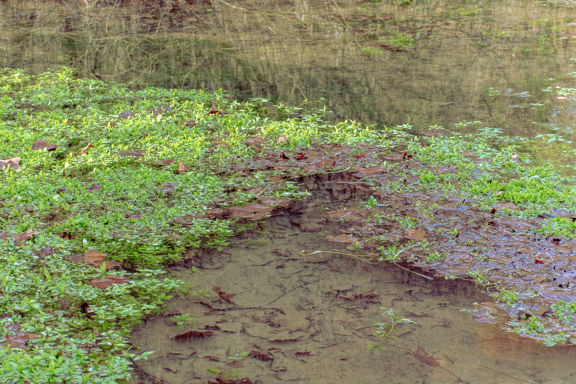 Sorgente alla Monet 1