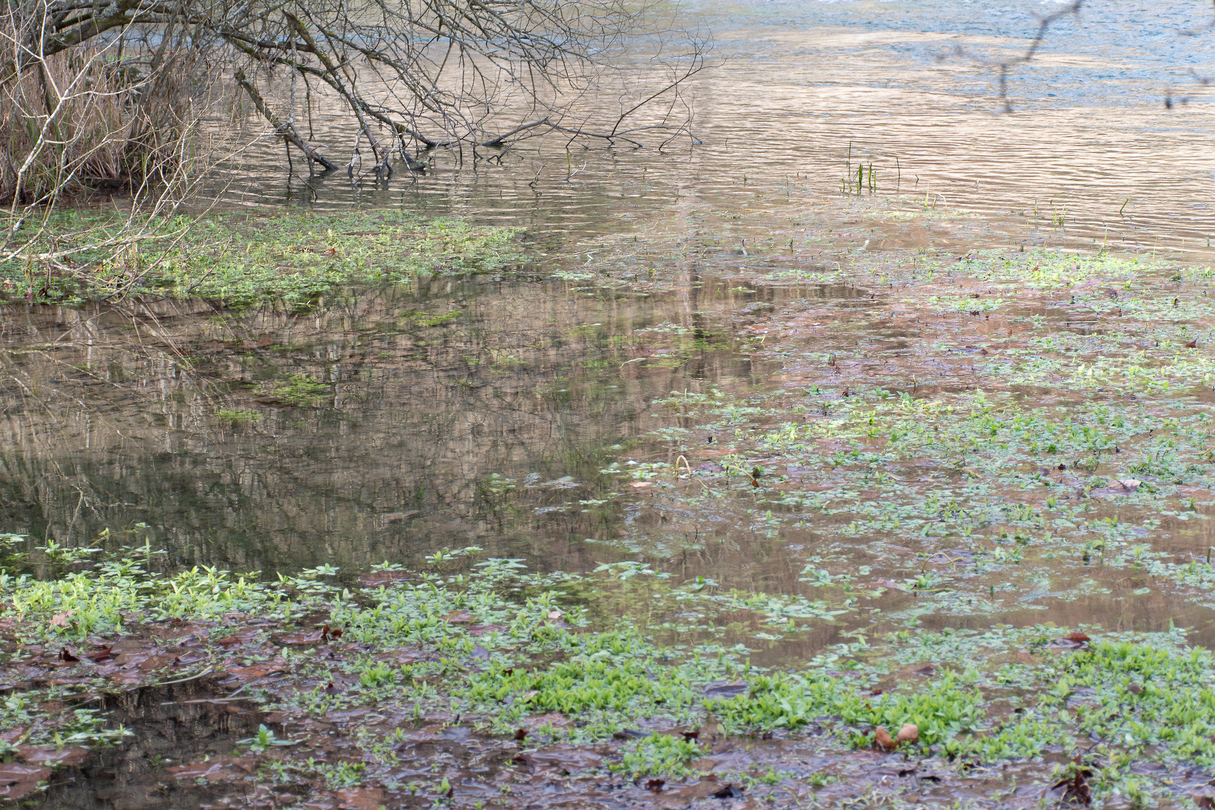 Sorgente alla Monet 2