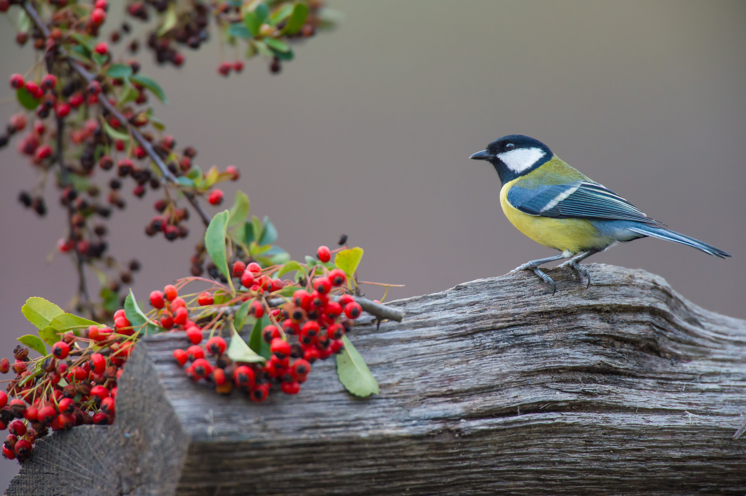 A little color in grey December