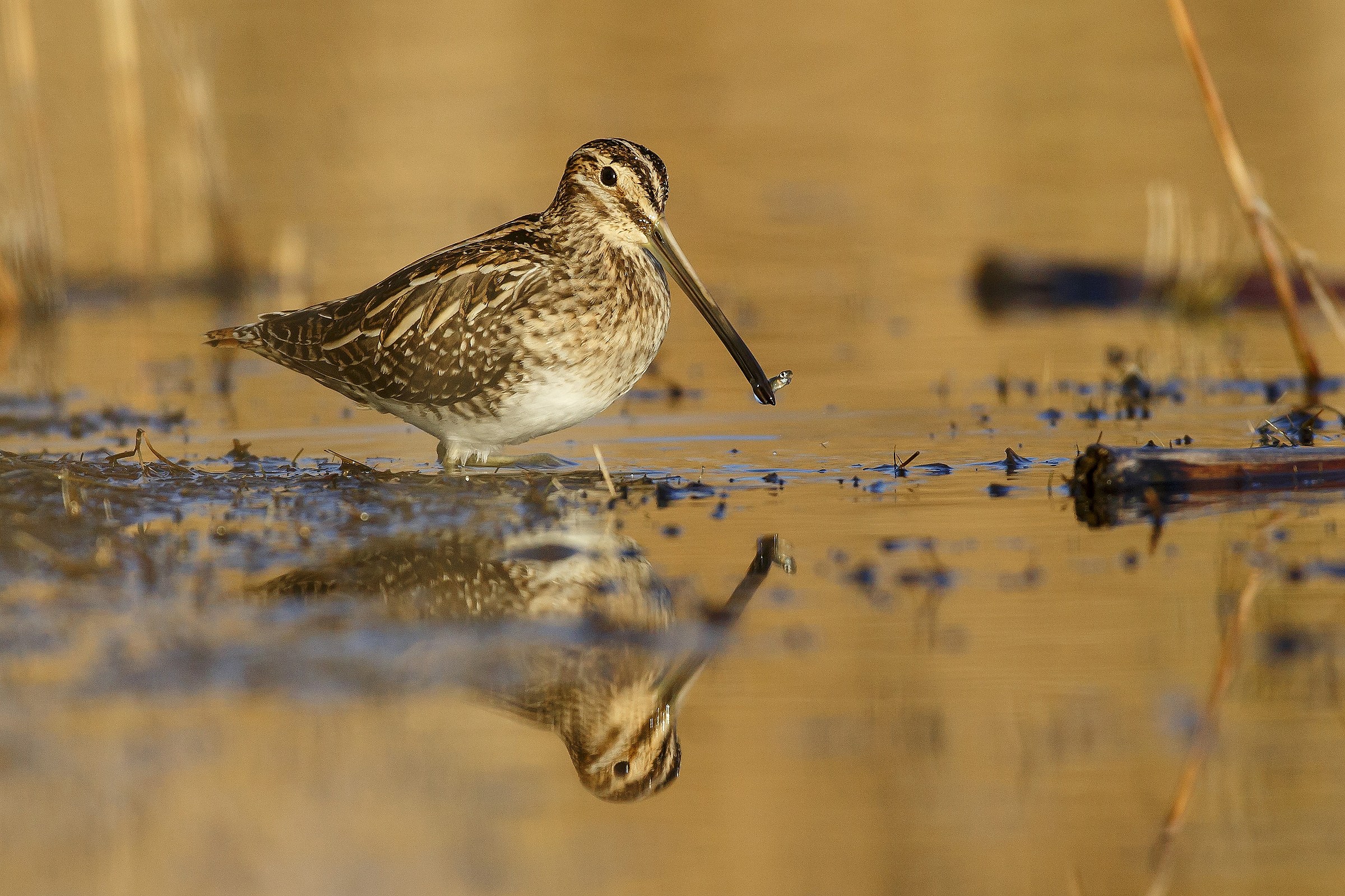 Beccaccino con pesciolino