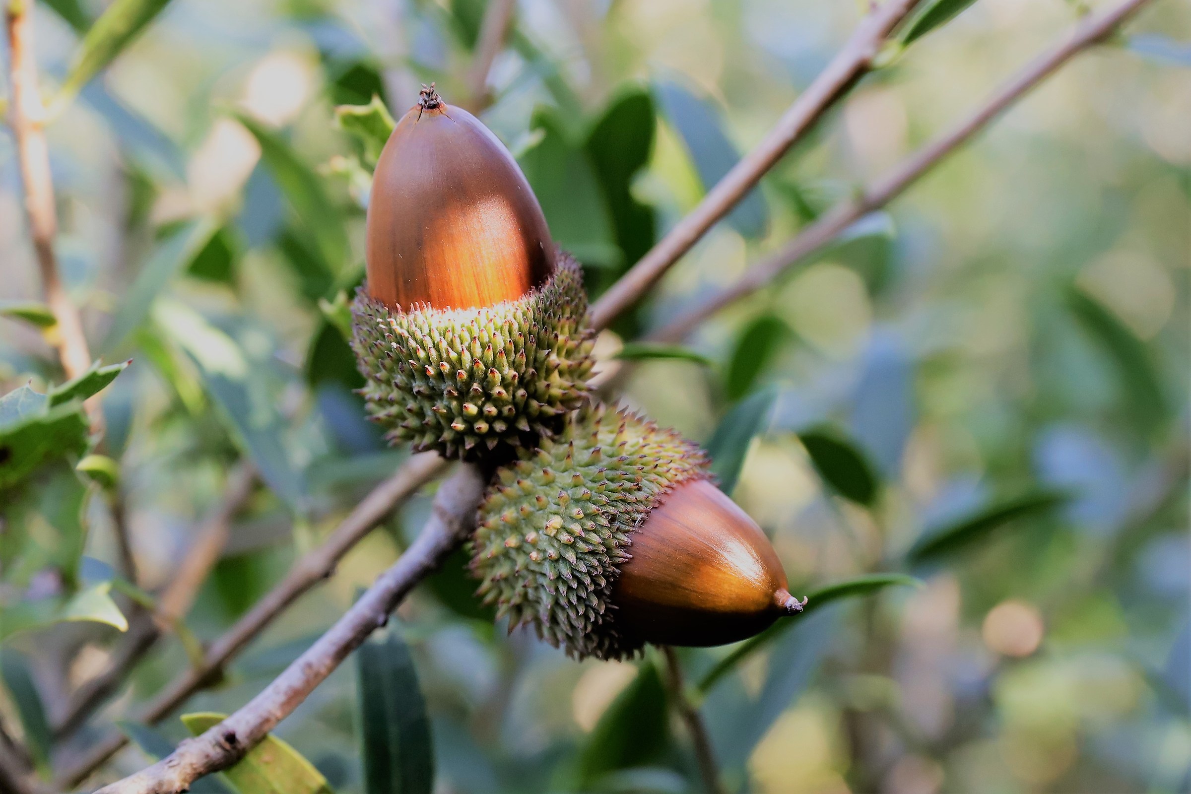 quercia spinosa (coccifera)