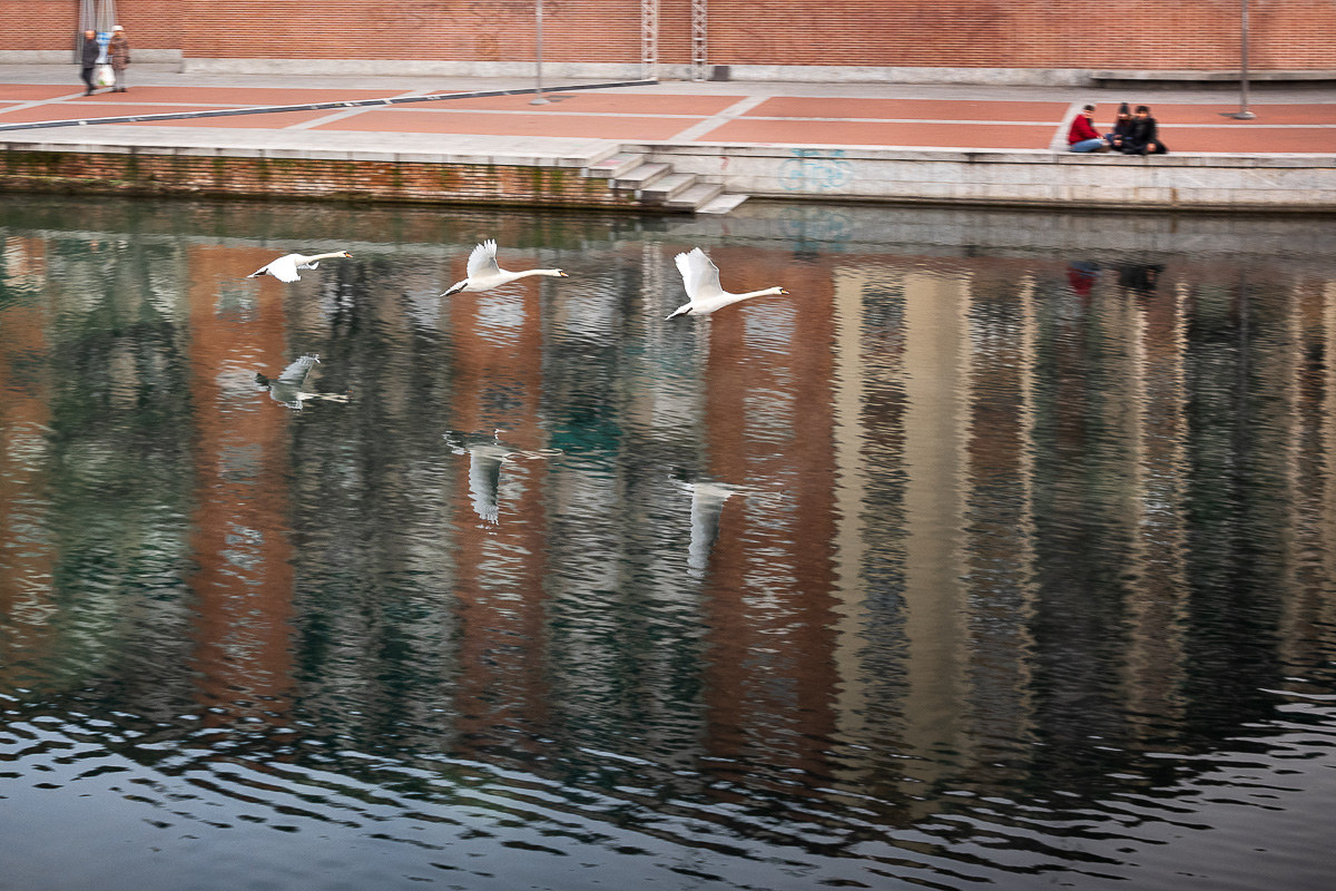 Swan in Milan