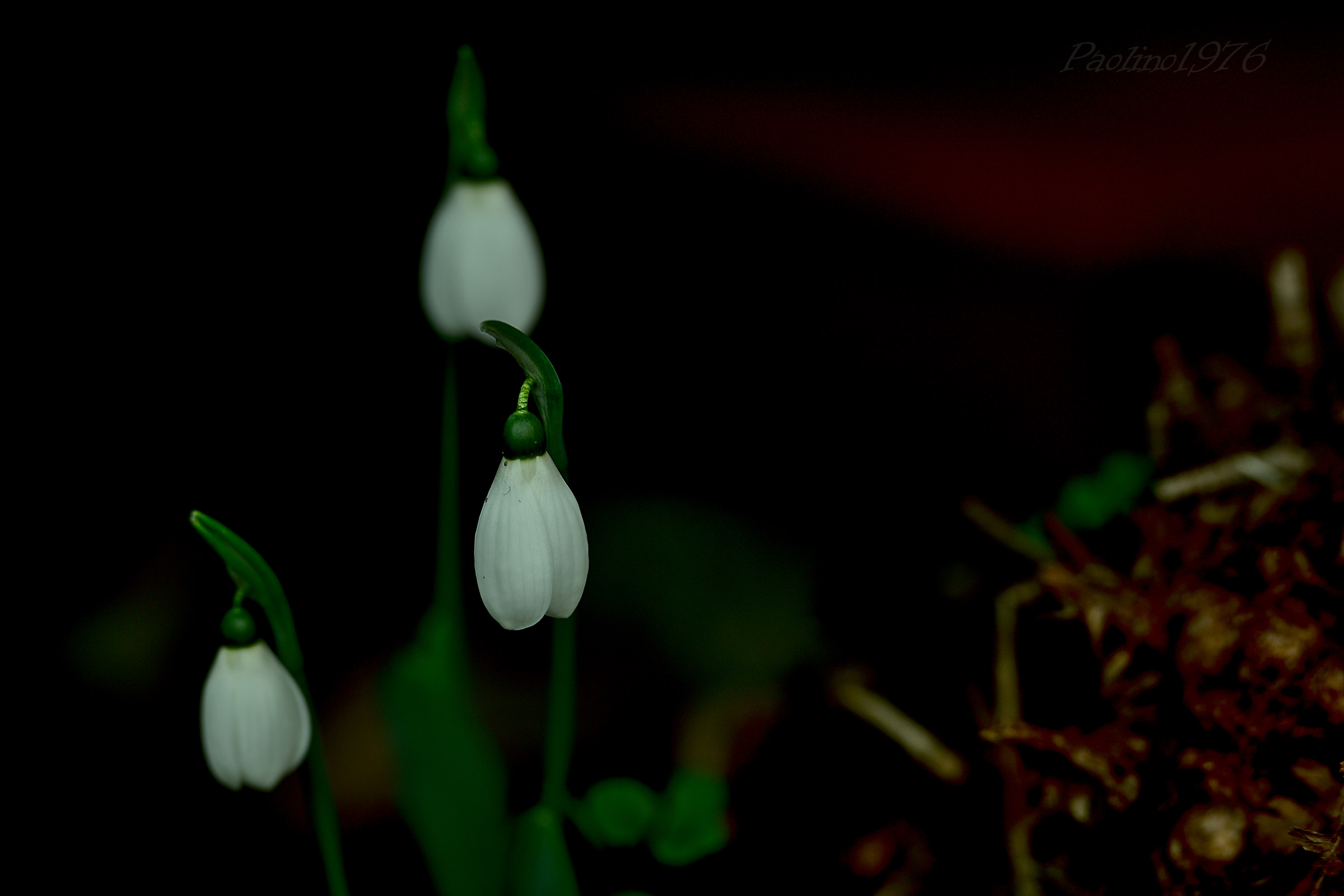 Bucaneve in Giardino