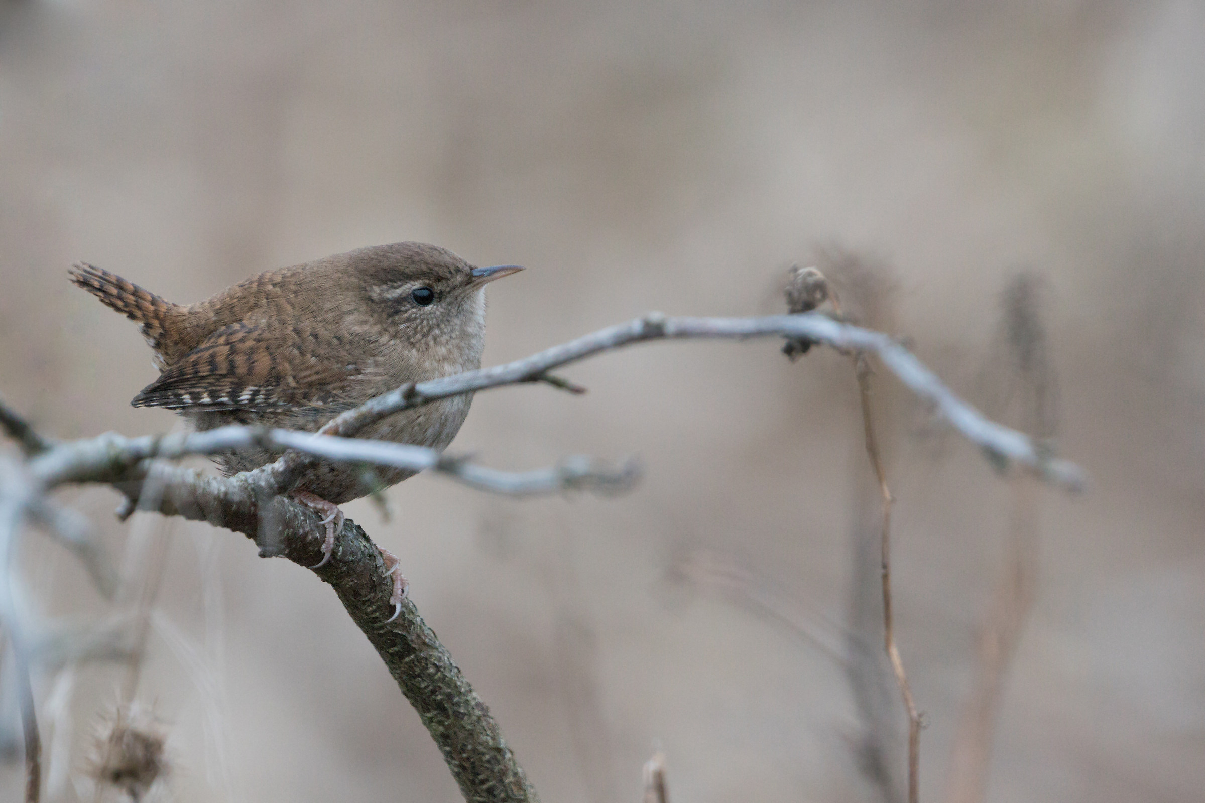 Eurasian wren (Troglodytes troglodytes)