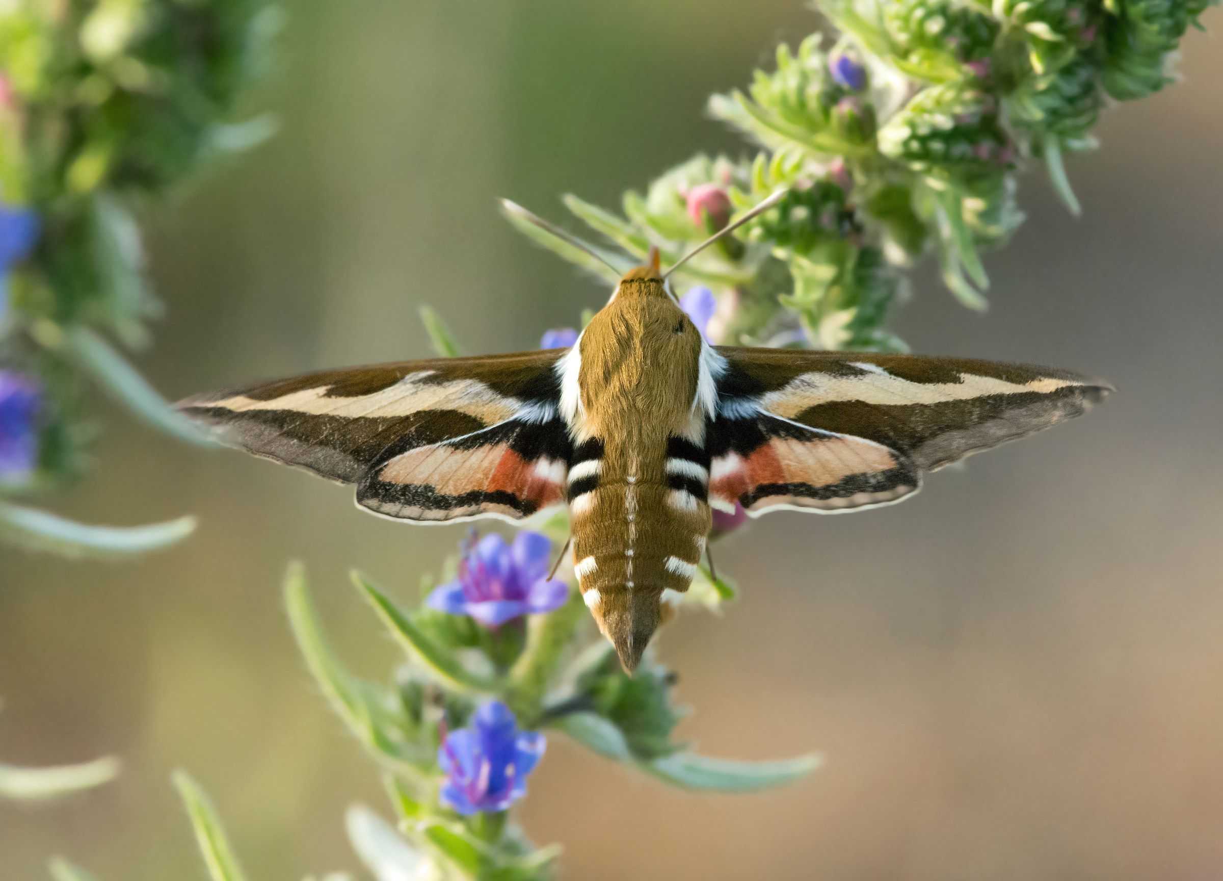 Bedstraw hawkmoth