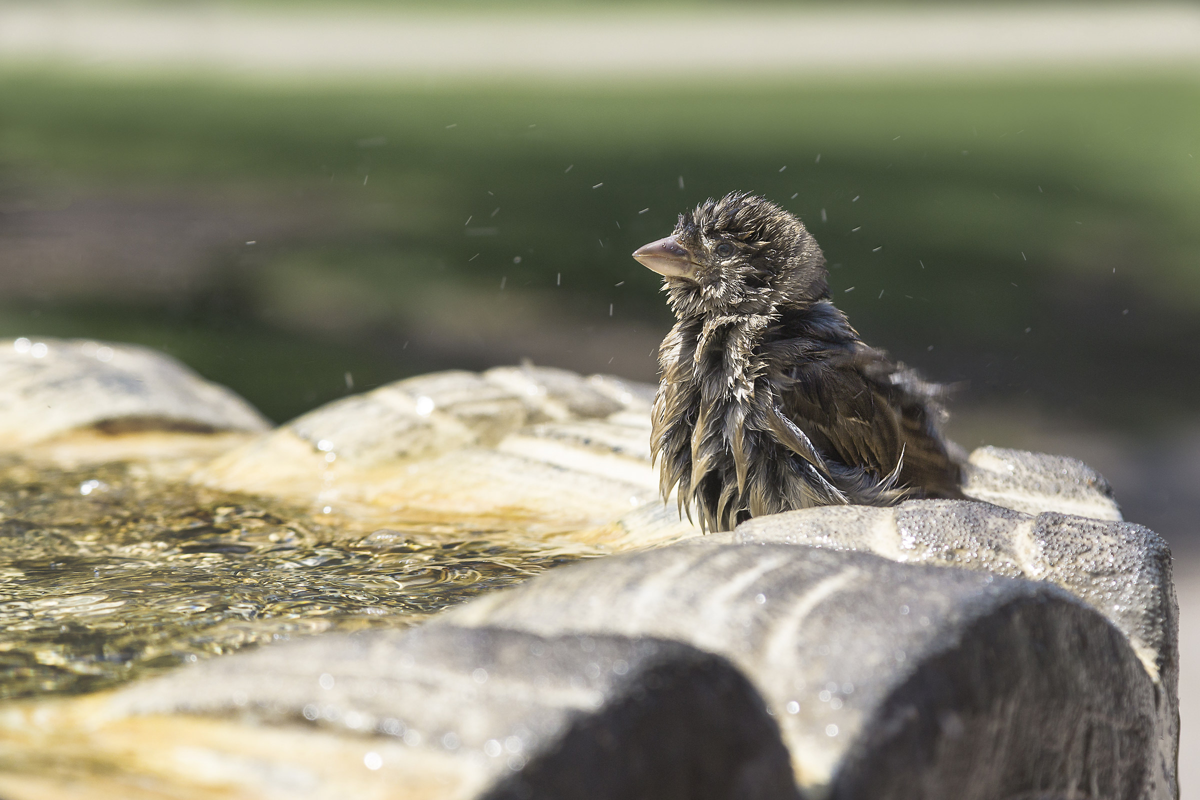 Un bagnetto per esorcizzare il grande calore