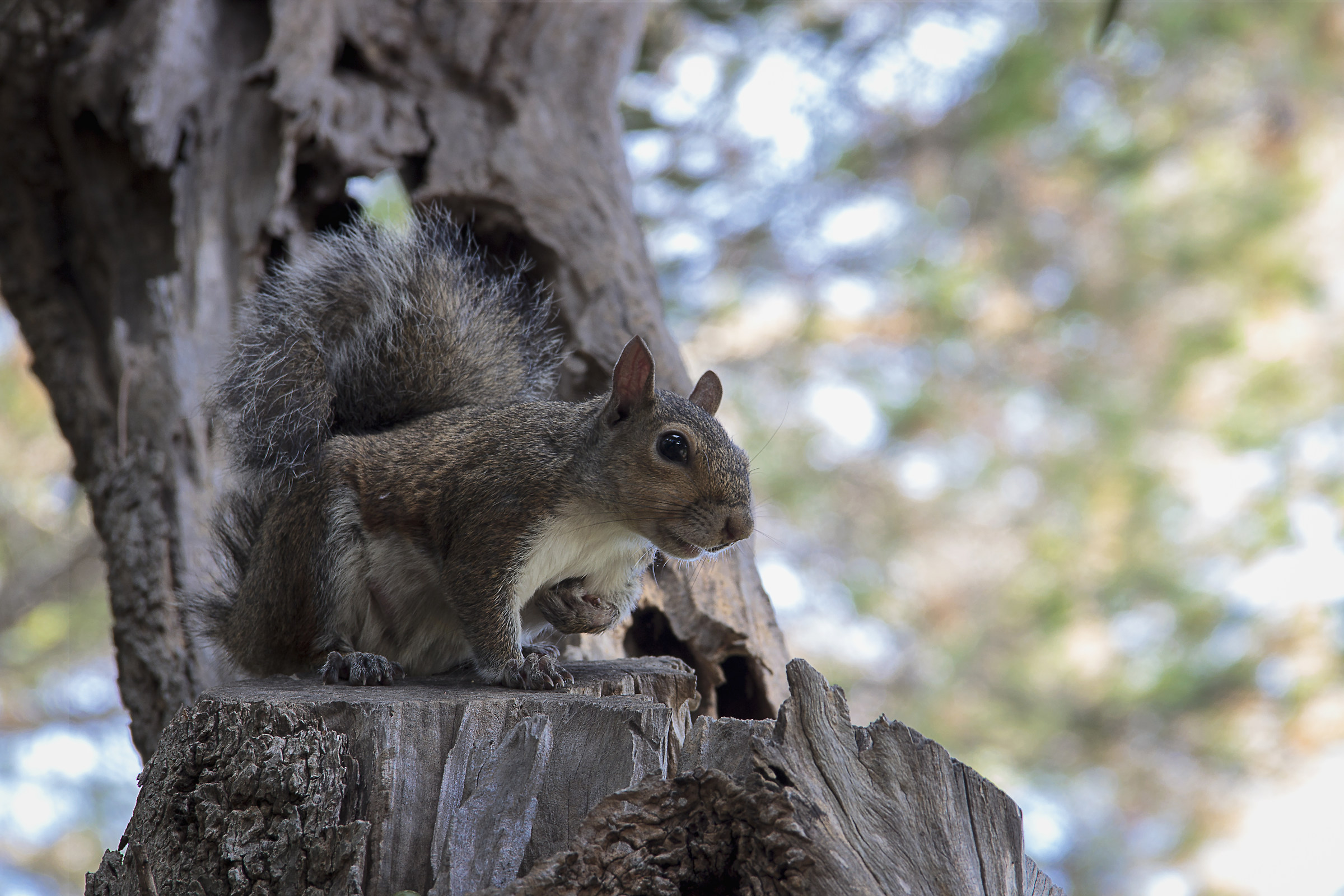 Una insolita vedetta