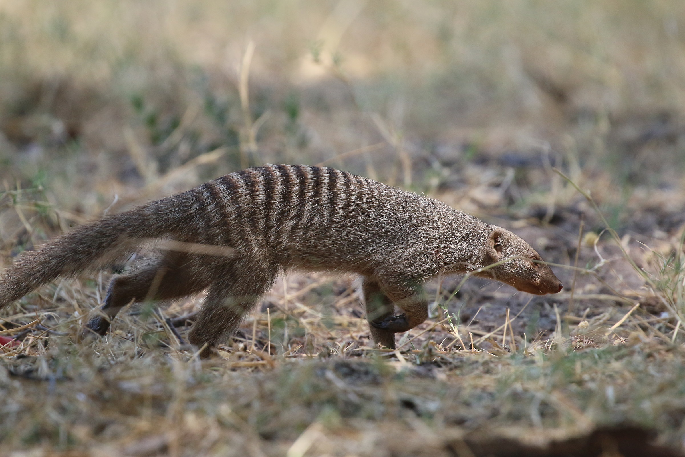 Striped Mongoose