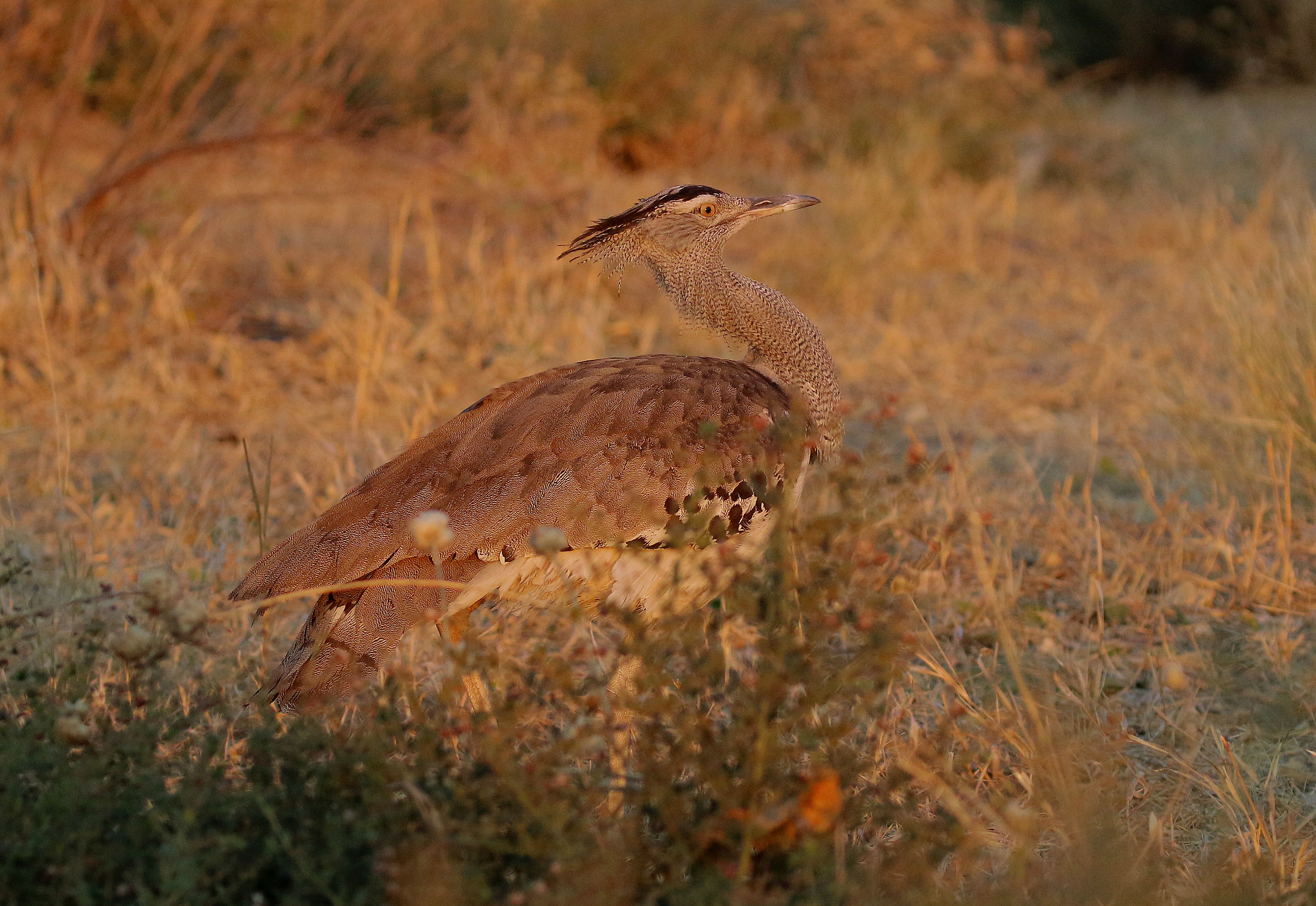 Choirs Bustard