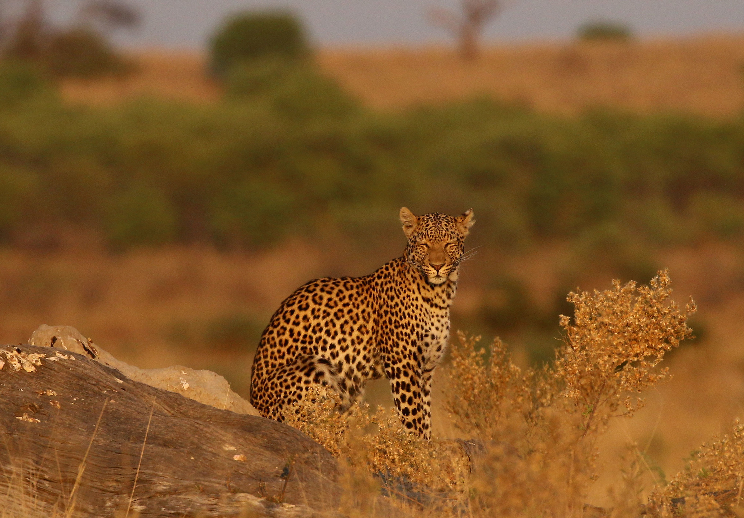 Delight to the eyes!