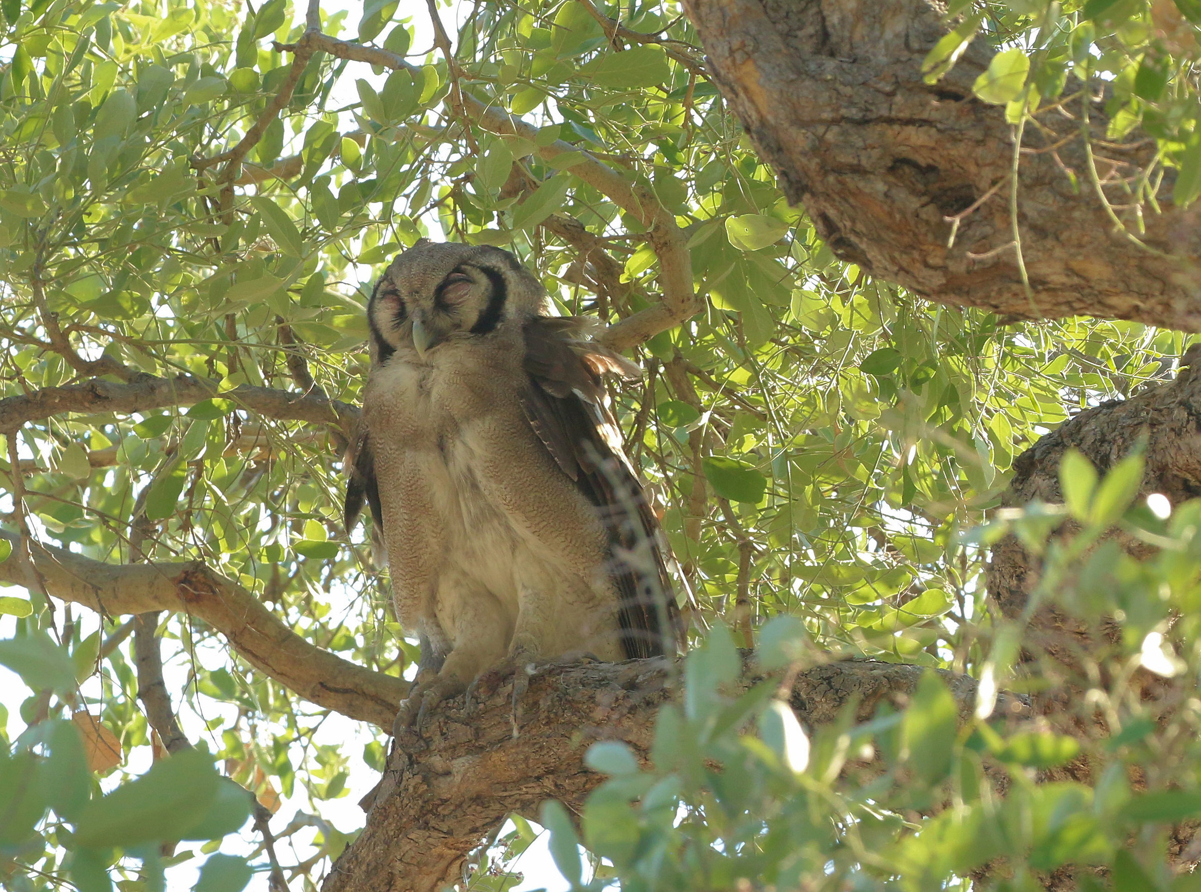 Verreaux's Imperial Owl