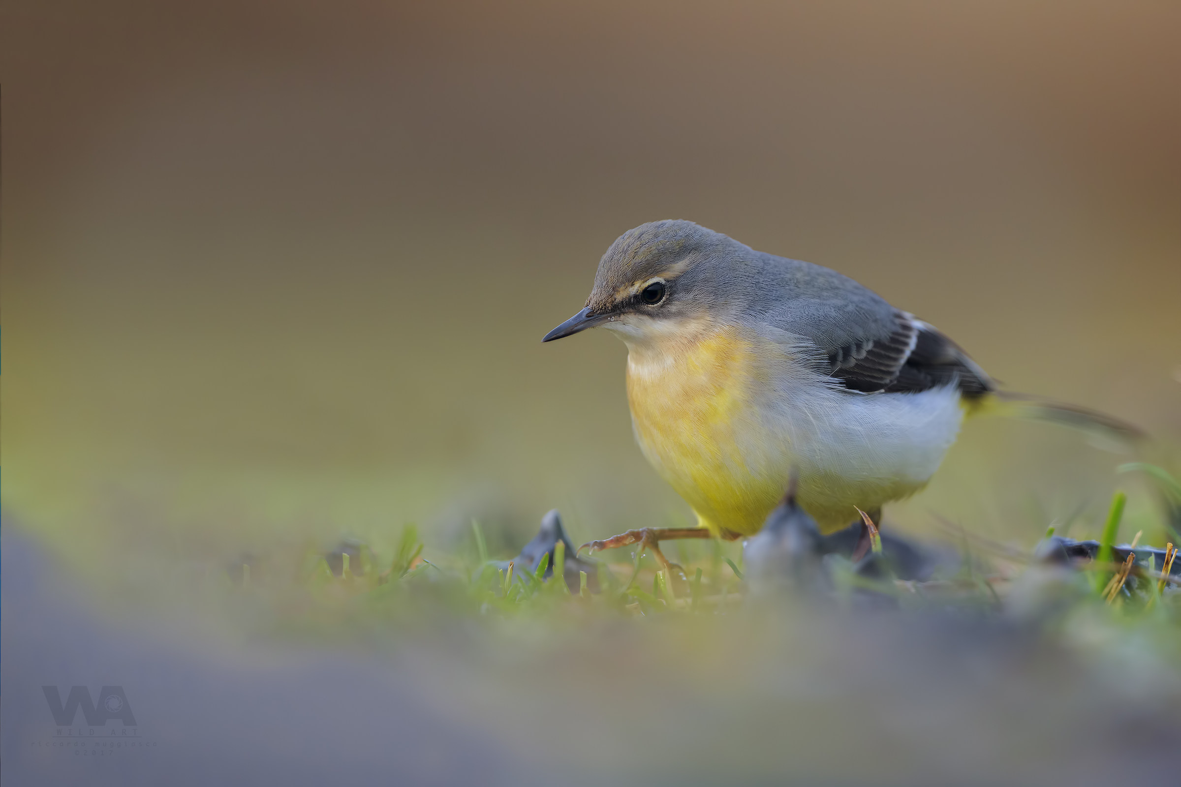 Il passo della Ballerina