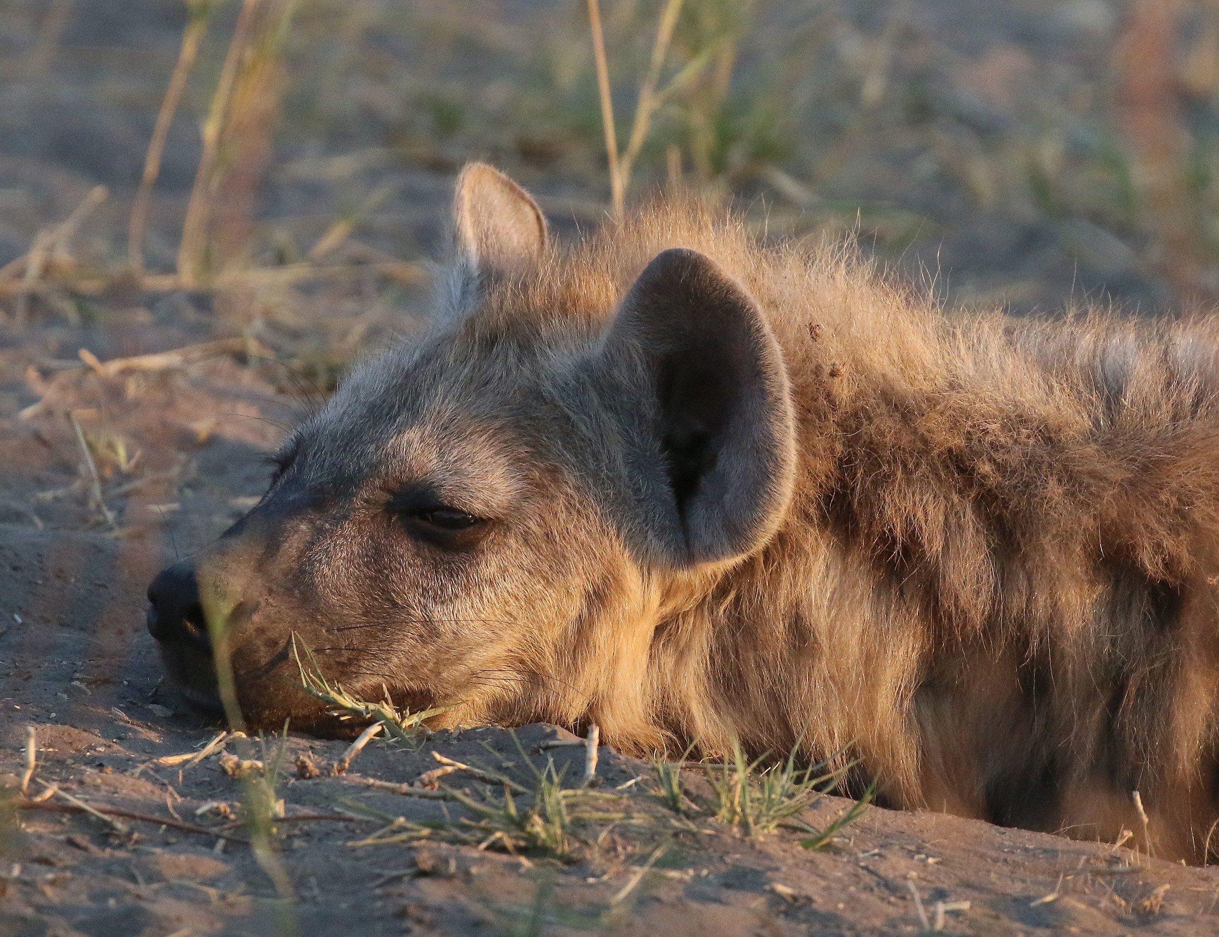 A full belly is another life!