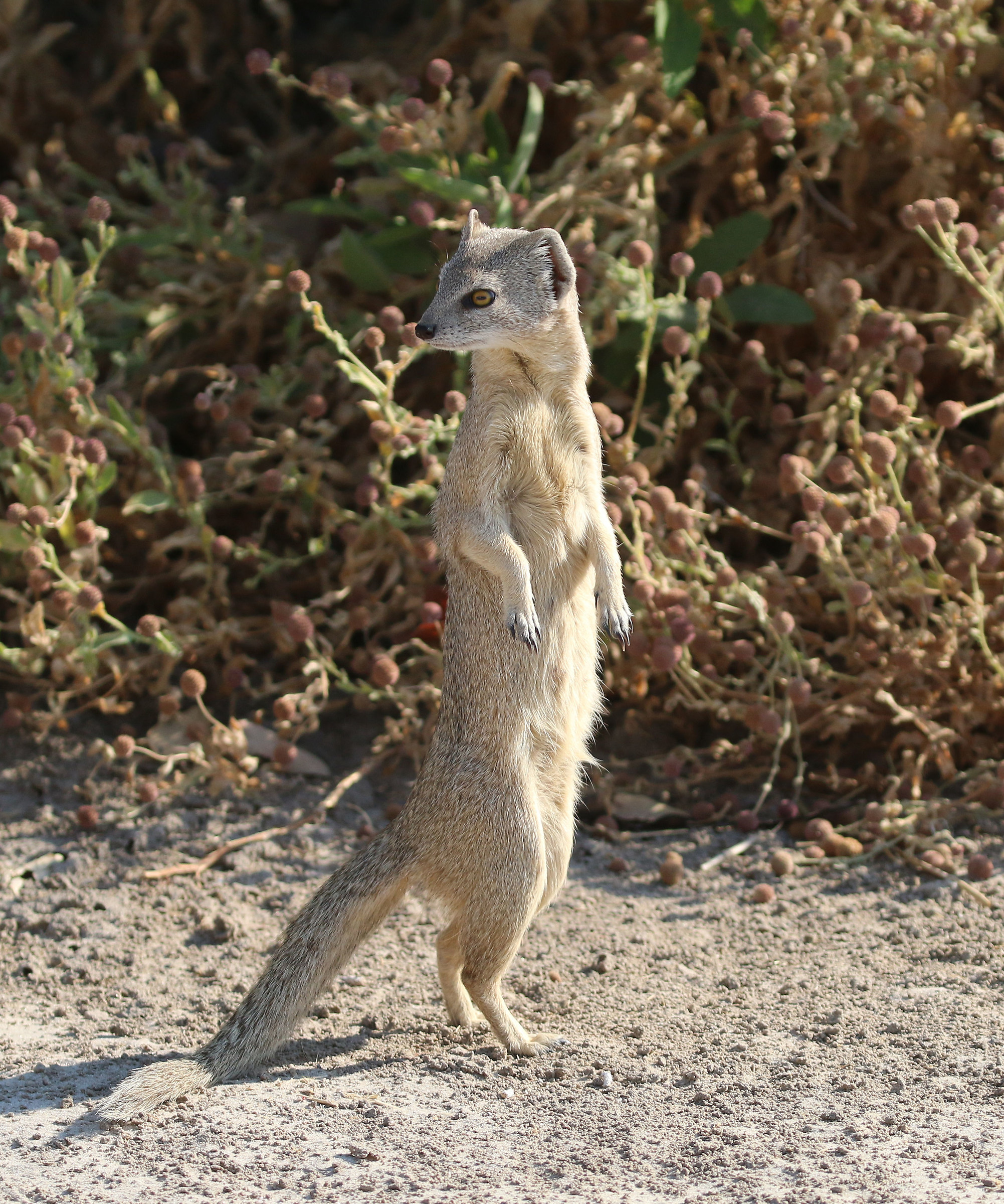 Yellow Mongoose