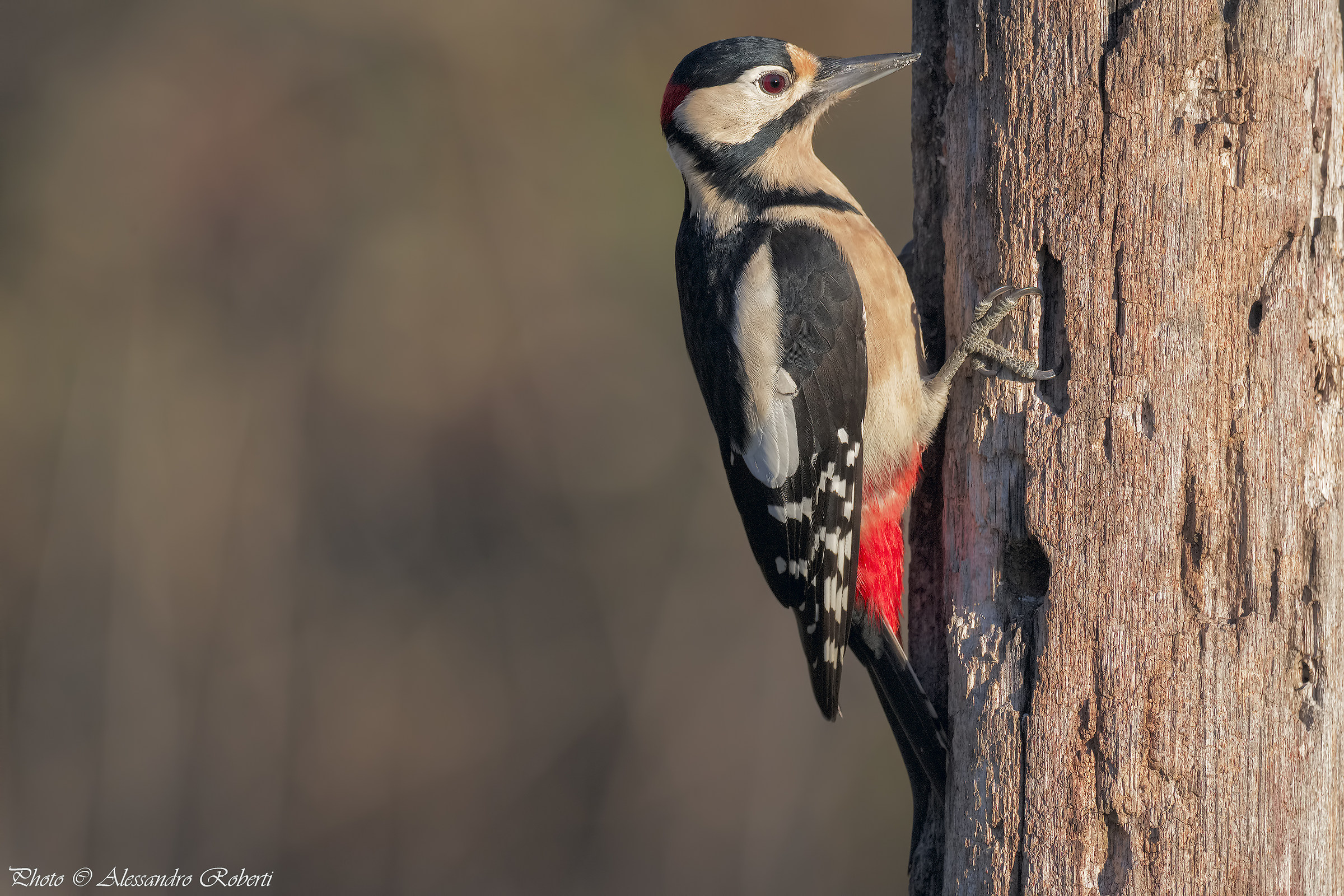 Red Woodpeckers