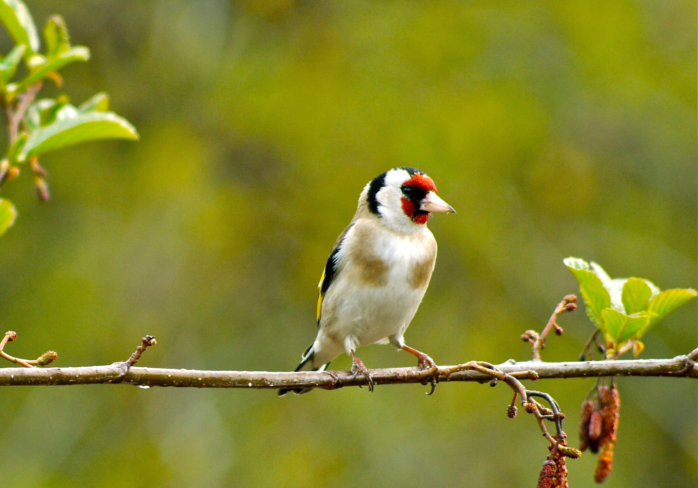 Goldfinch
