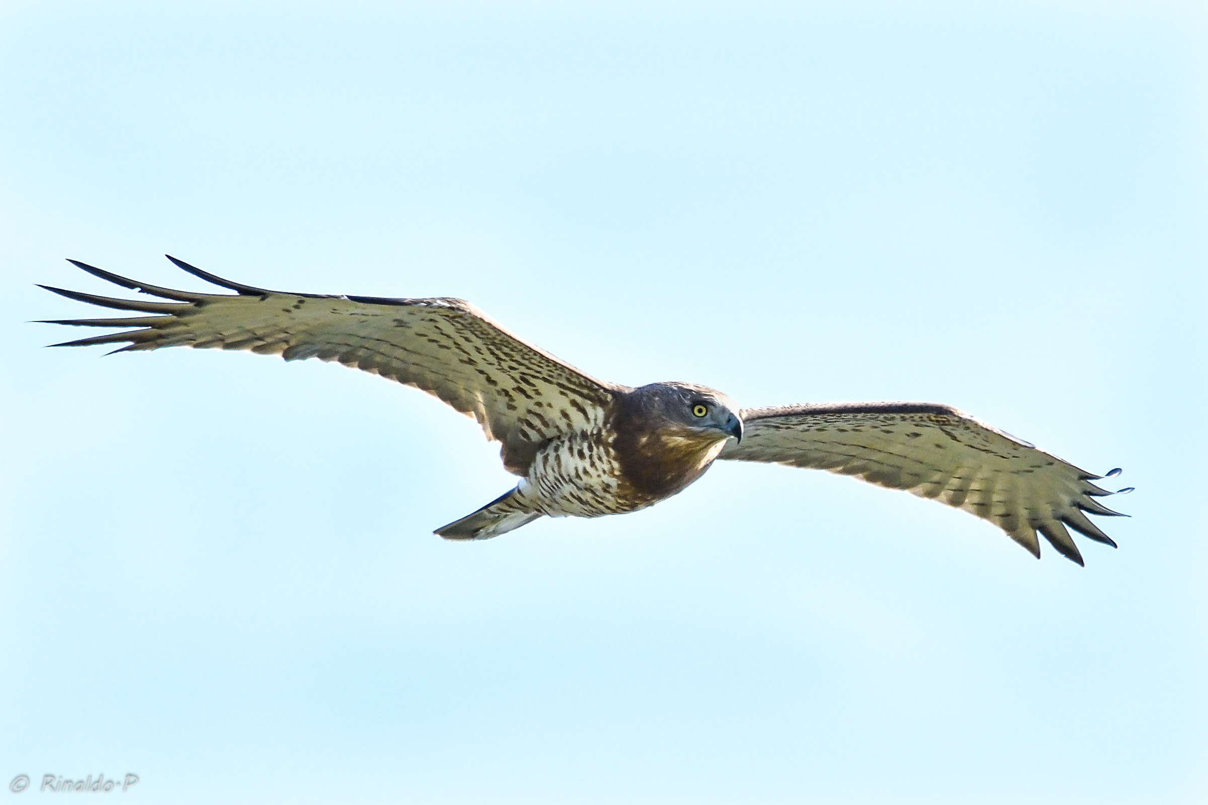 Whitecone IN Migration