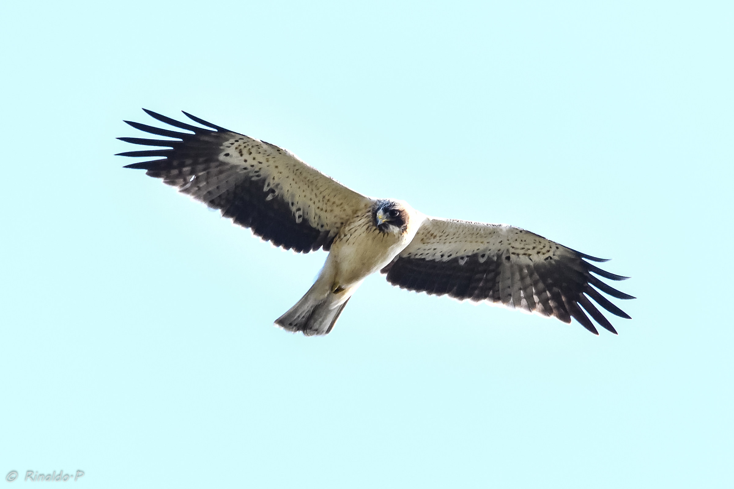 Light Lesser Eagle IN Migration
