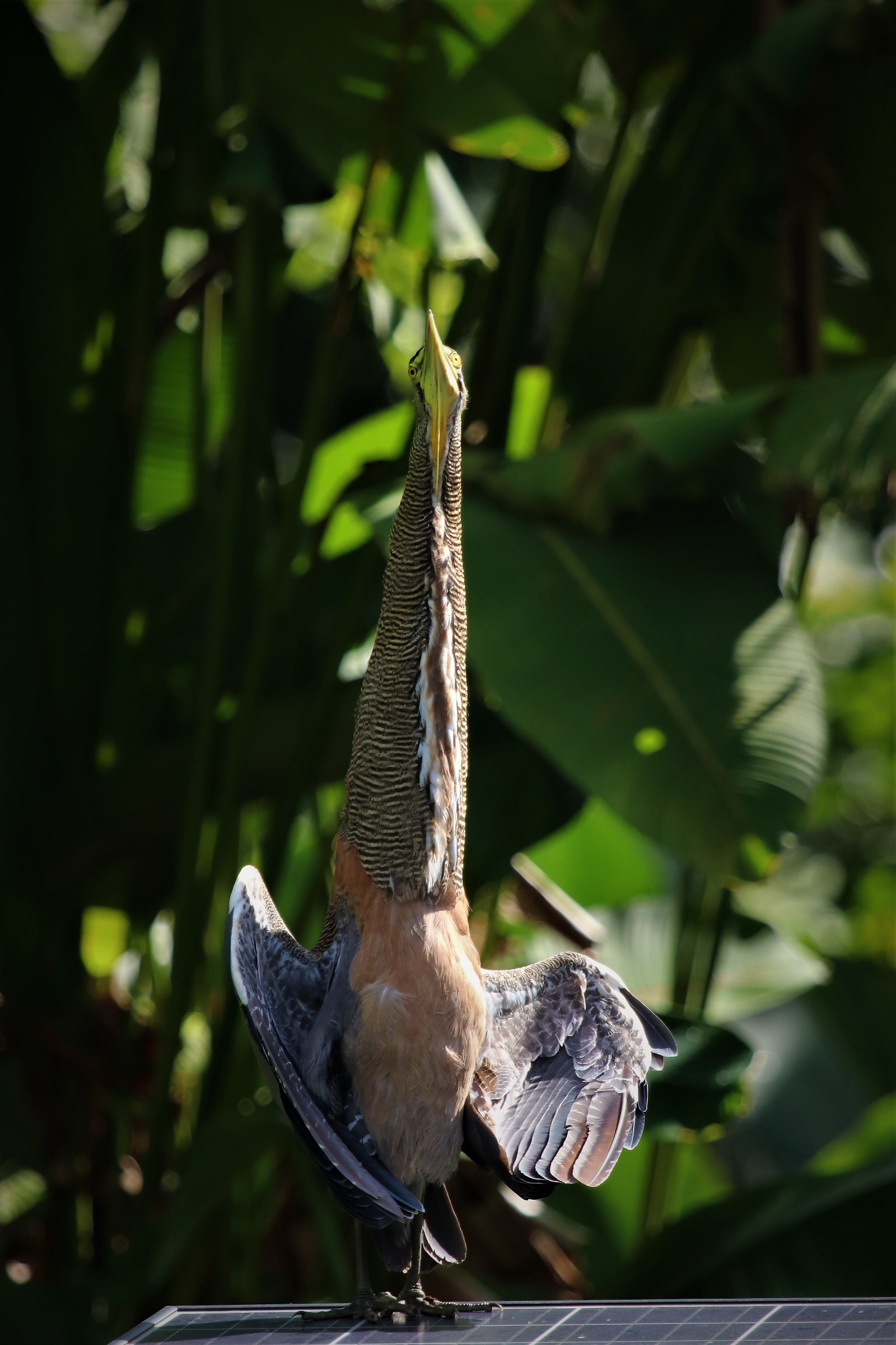 prendendo il sole nel Corcovado