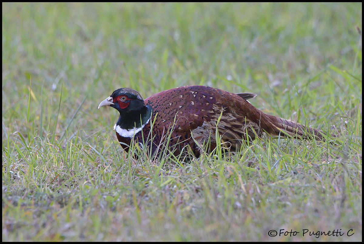 Pheasant